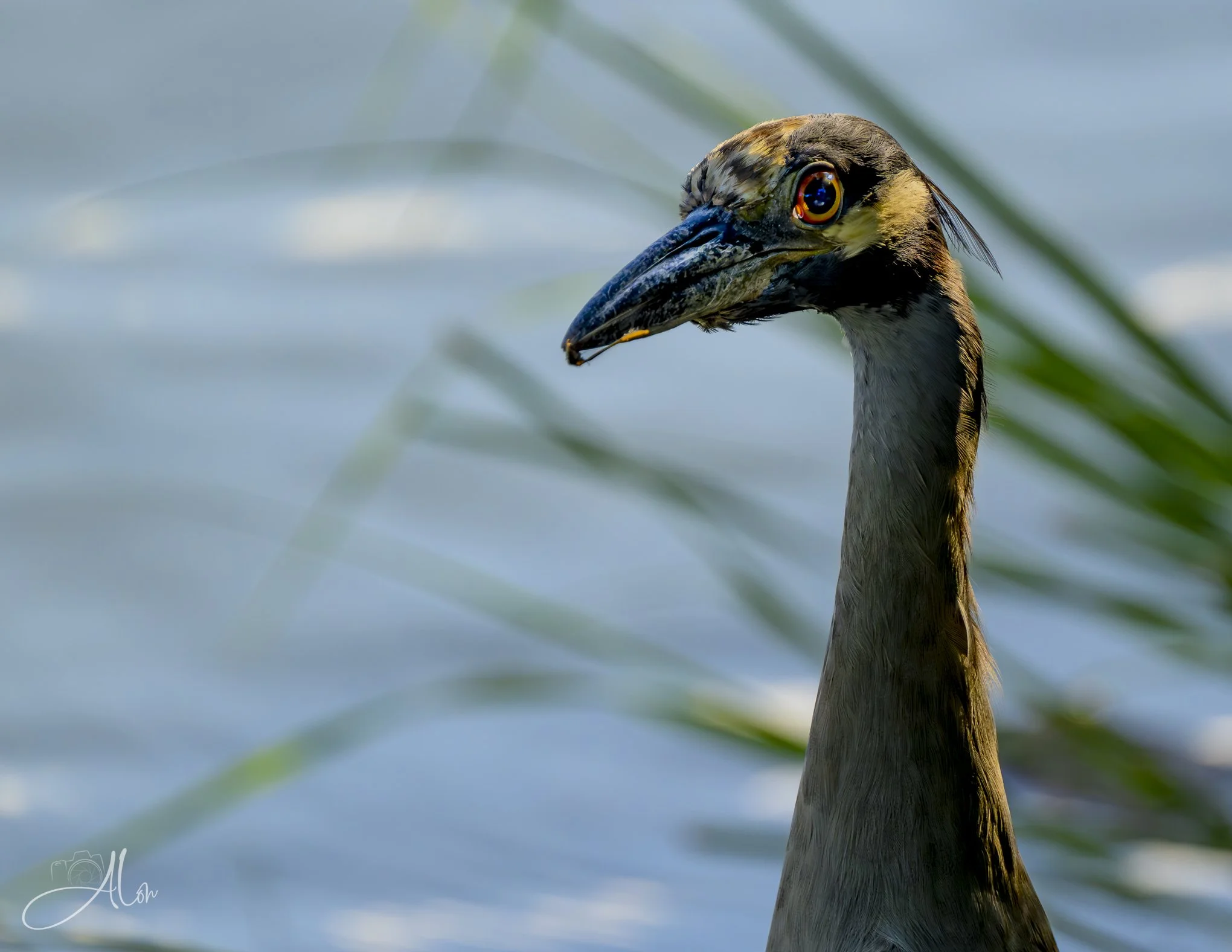 Shadowy Figure (Yellow-Crowned Night Heron) 080326_5487