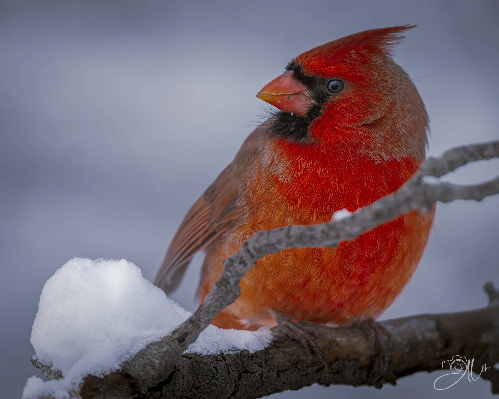 They Got Me Sitting On Ice
(Northern Cardinal)
0Z87272