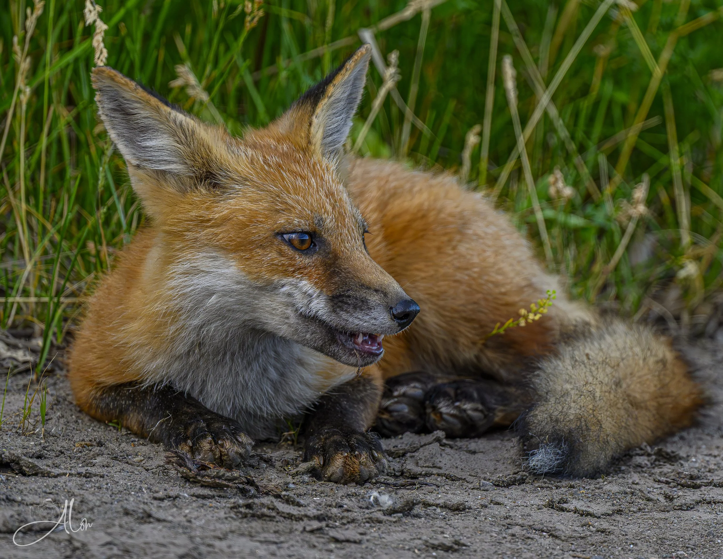 Red Fox
