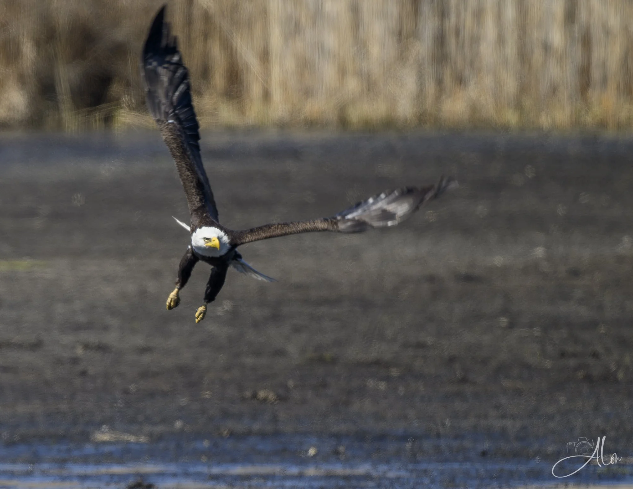 Up In Arms
(Bald Eagle)
0Z83088