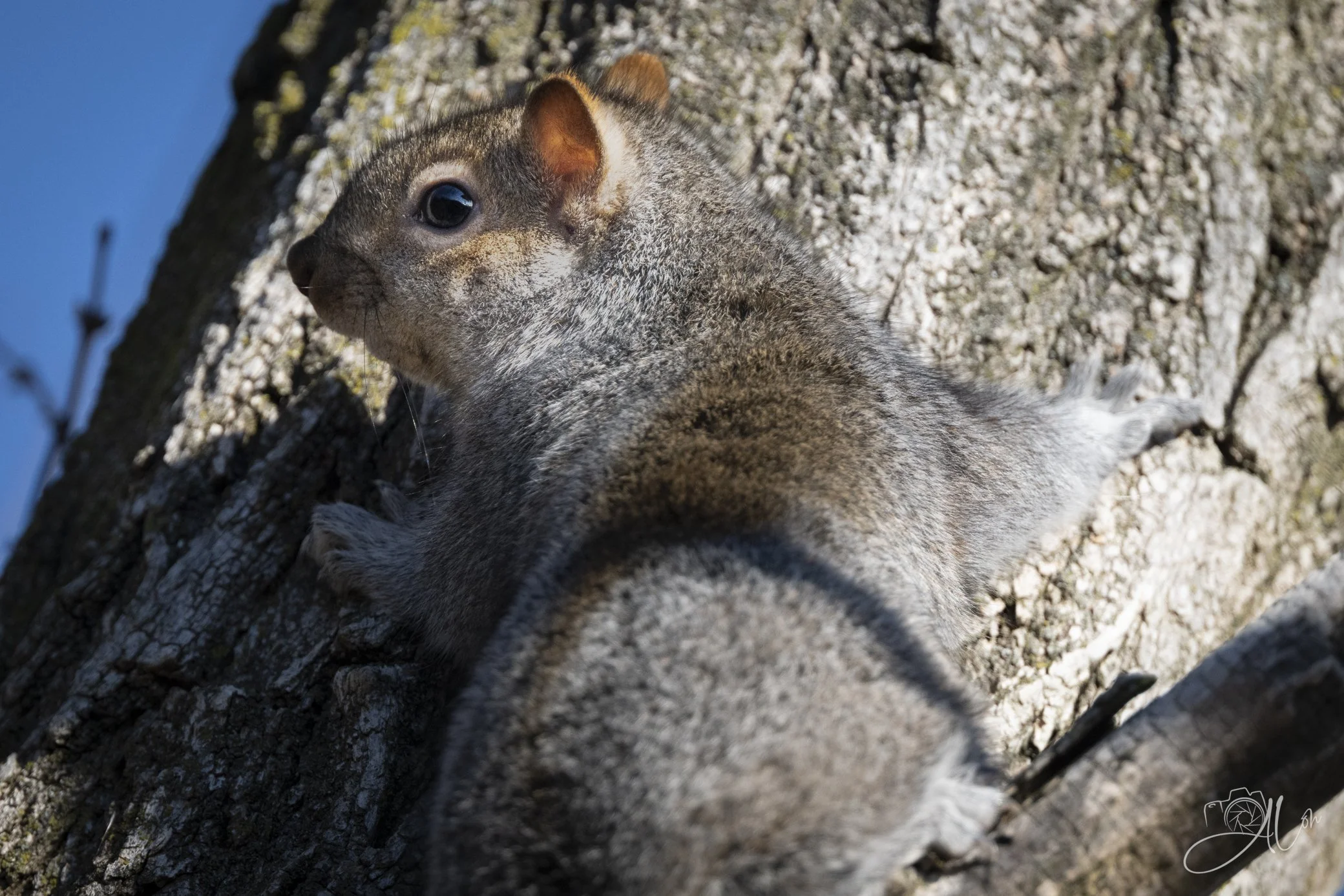 Should I Stay? Or Should I Go?
(Eastern Gray Squirrel)
0Z81596