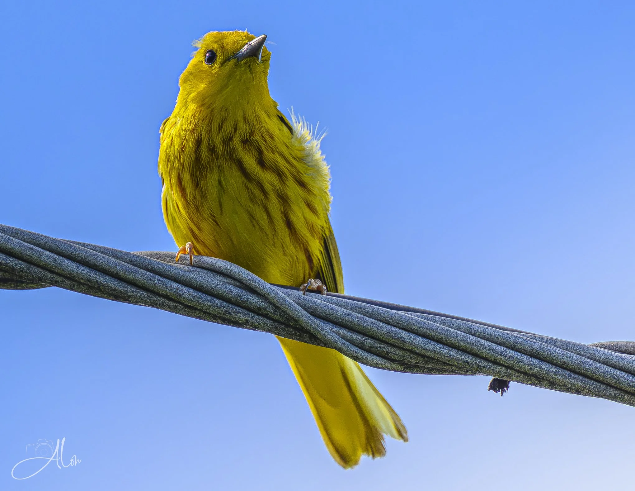 A Lemony Glow (Northern Yellow Warbler) 06-18-26_0Z8_3415
