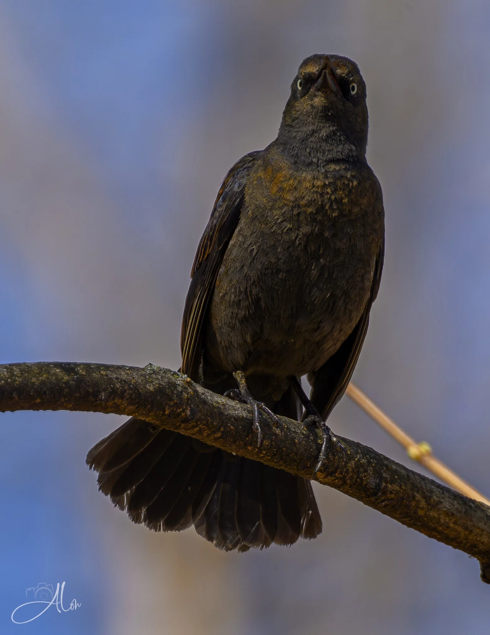Detecteing a Presence
(Rusty Blackbird)
0Z82131