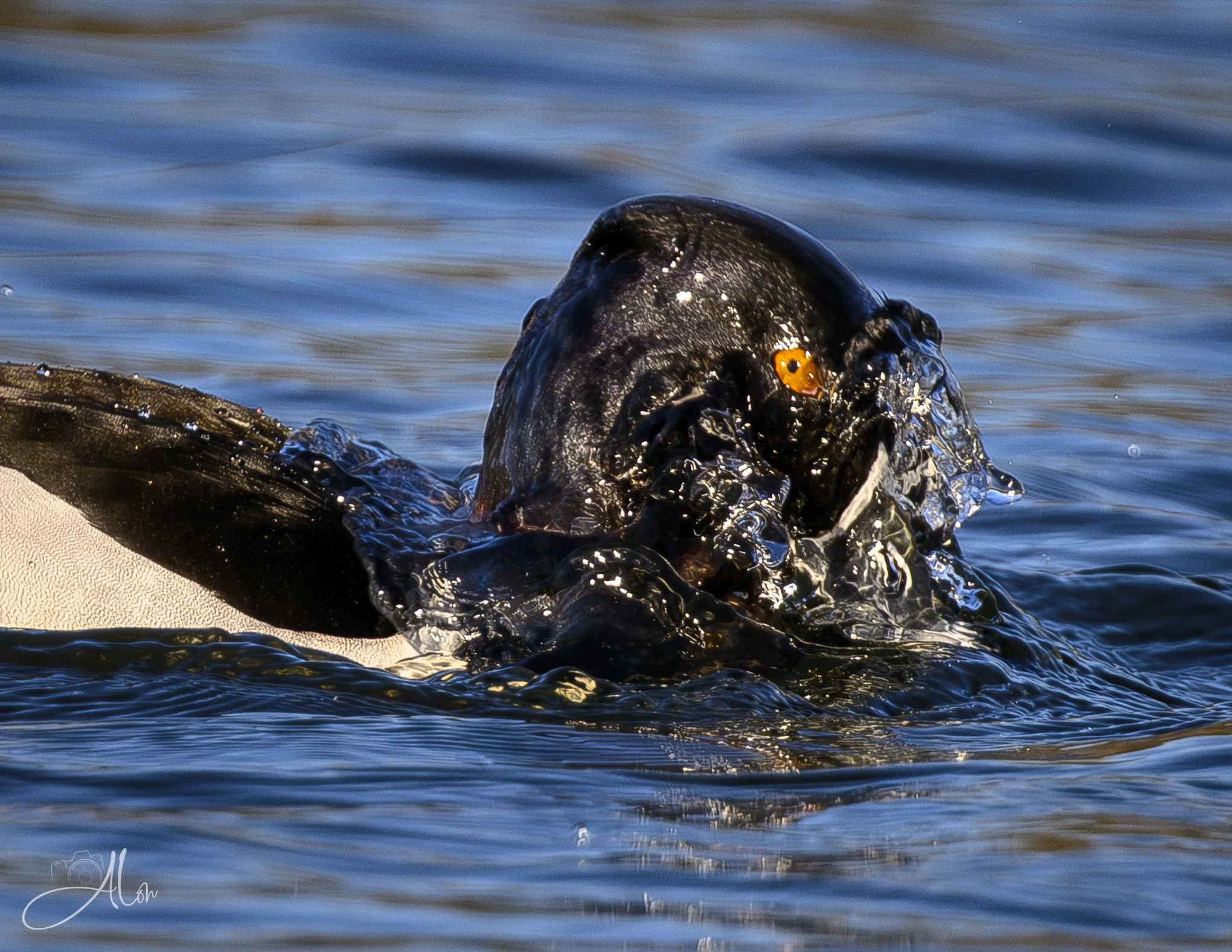 My Face is Melting
(Ring-Necked Duck)
0Z80427