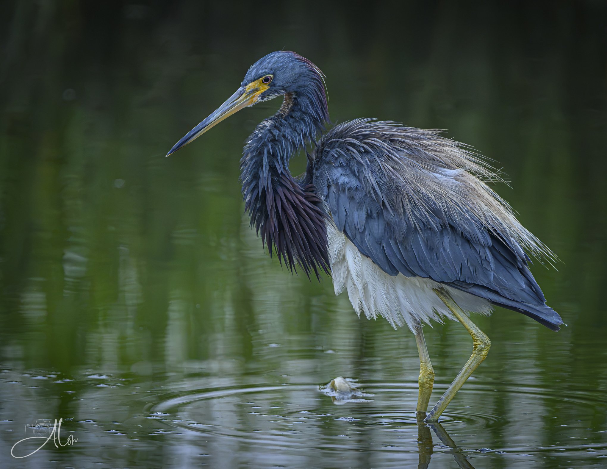 Abrupt Transitions (Tricolored Heron) 081926_0102