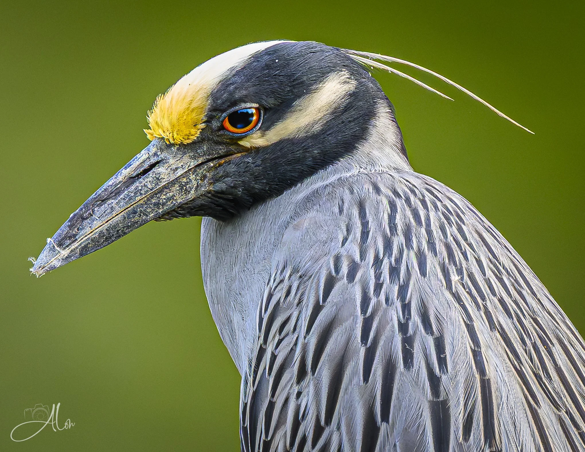 Lazy Eye (Yellow-Crowned Night Heron) 0Z84302