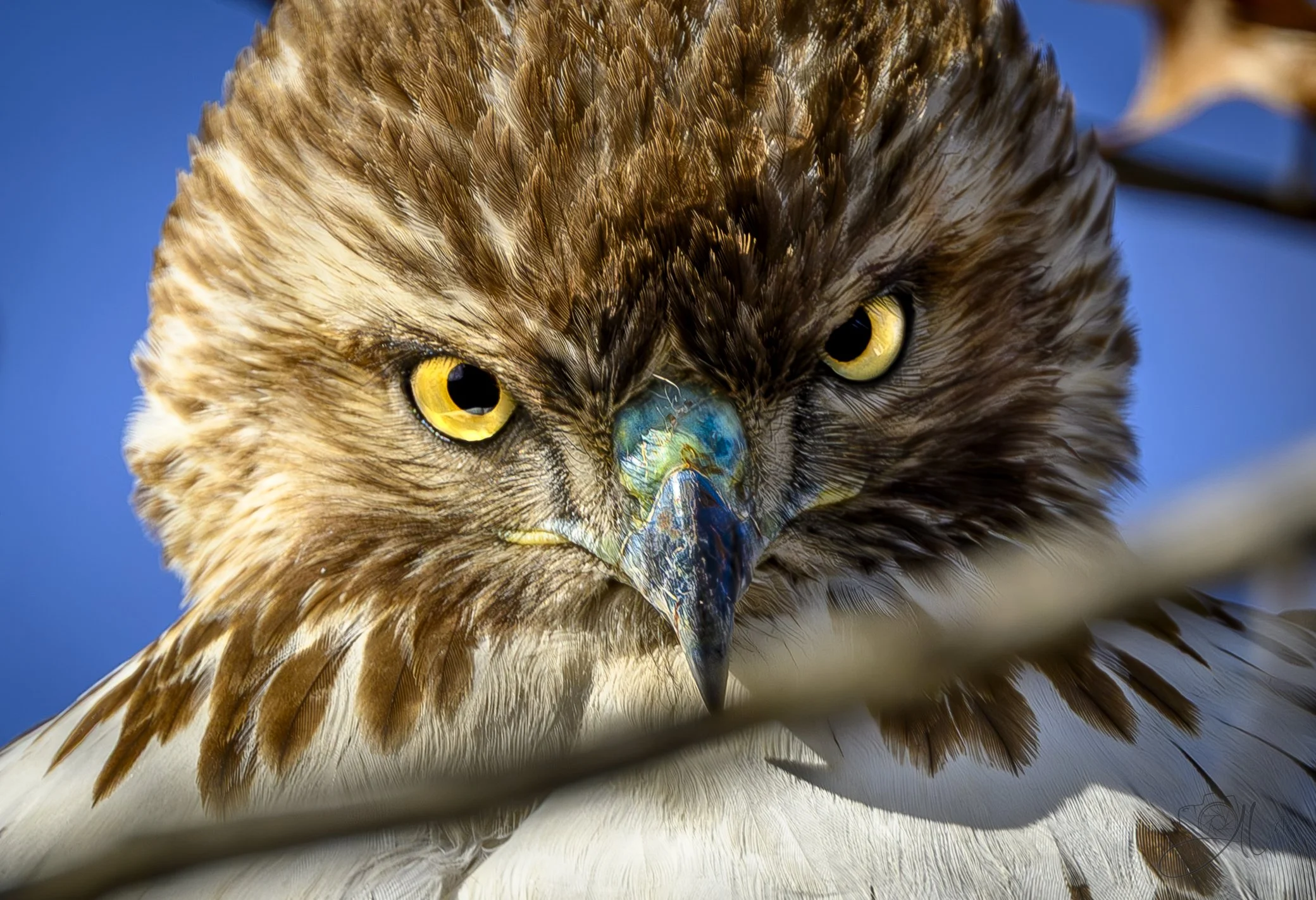 Jack Torrance
(Red-Tailed Hawk)
0Z87801
