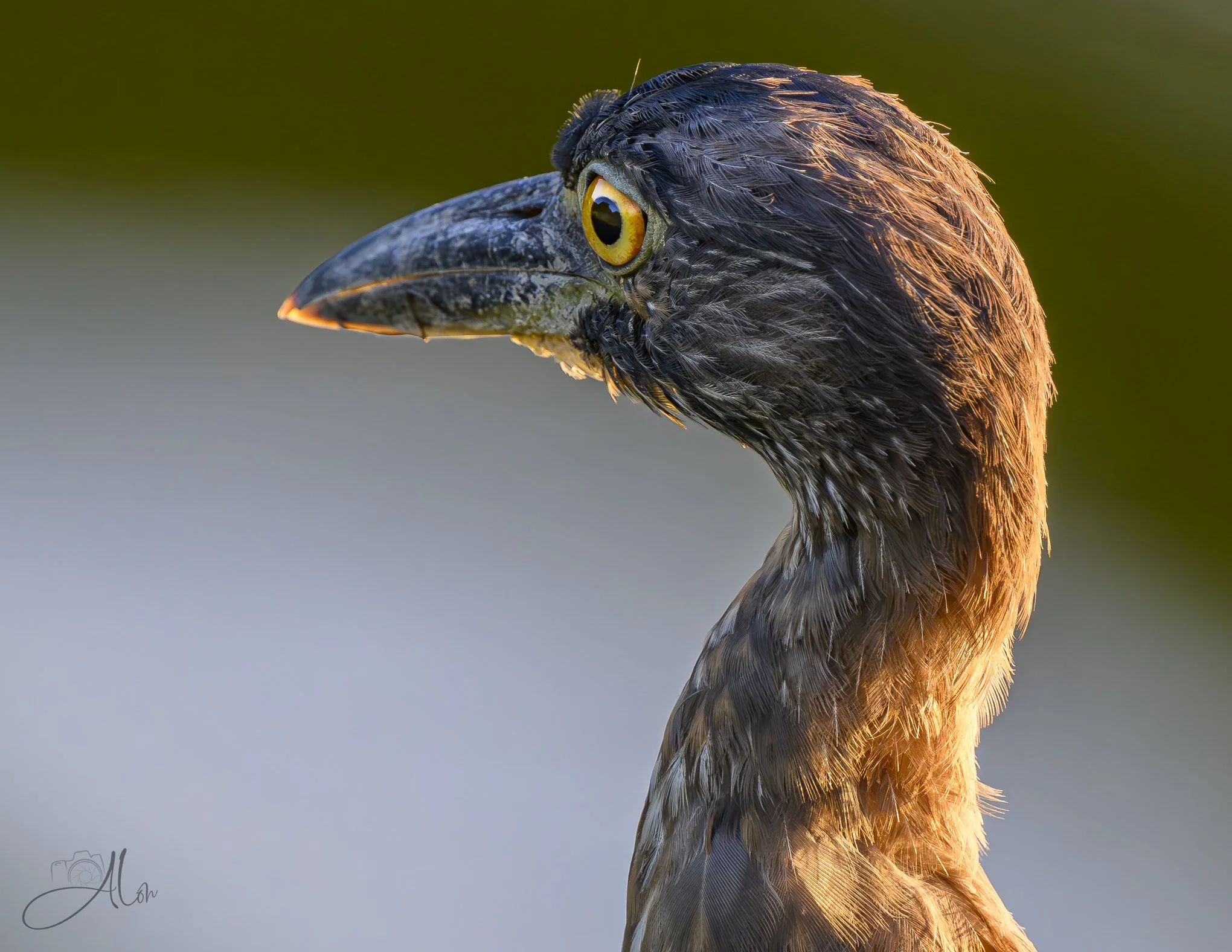 Golden Yellow (Yellow-Crowned Night Heron) Z8070826_5258