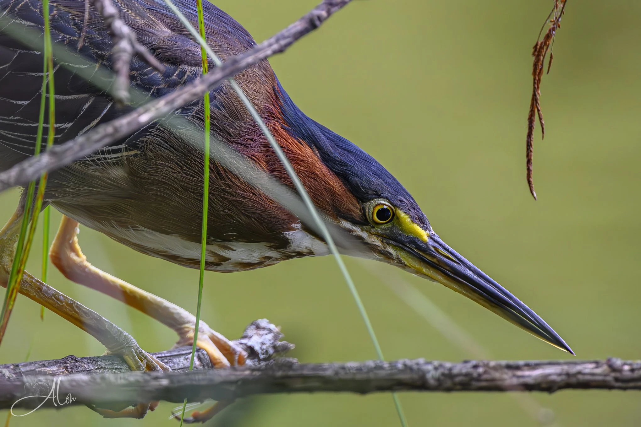 Motion Detector (Green Heron) 20260711_0071