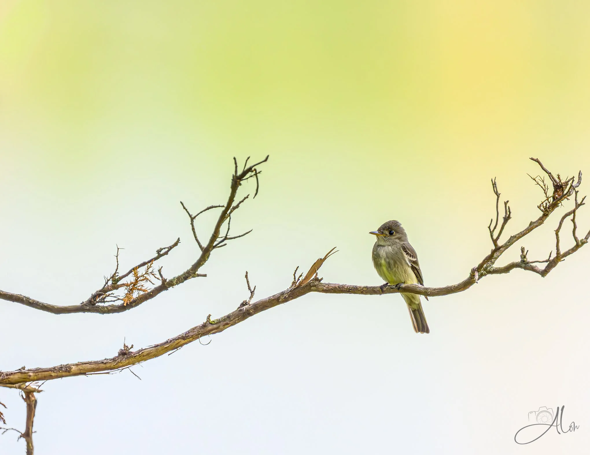 Unexpected (Willow Flycatcher) 0Z84005