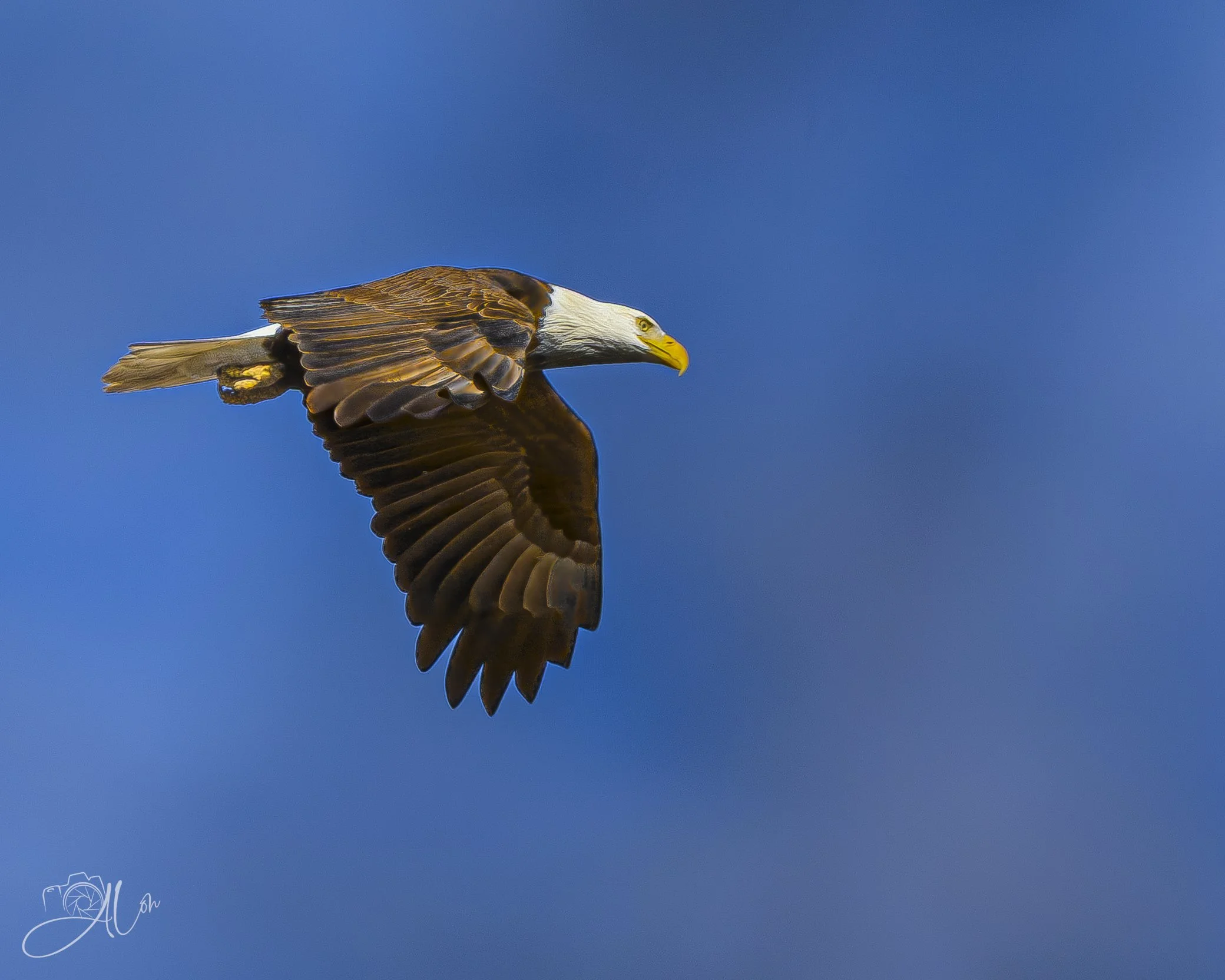 Lord of the Skies
(Bald Eagle)
0Z80763