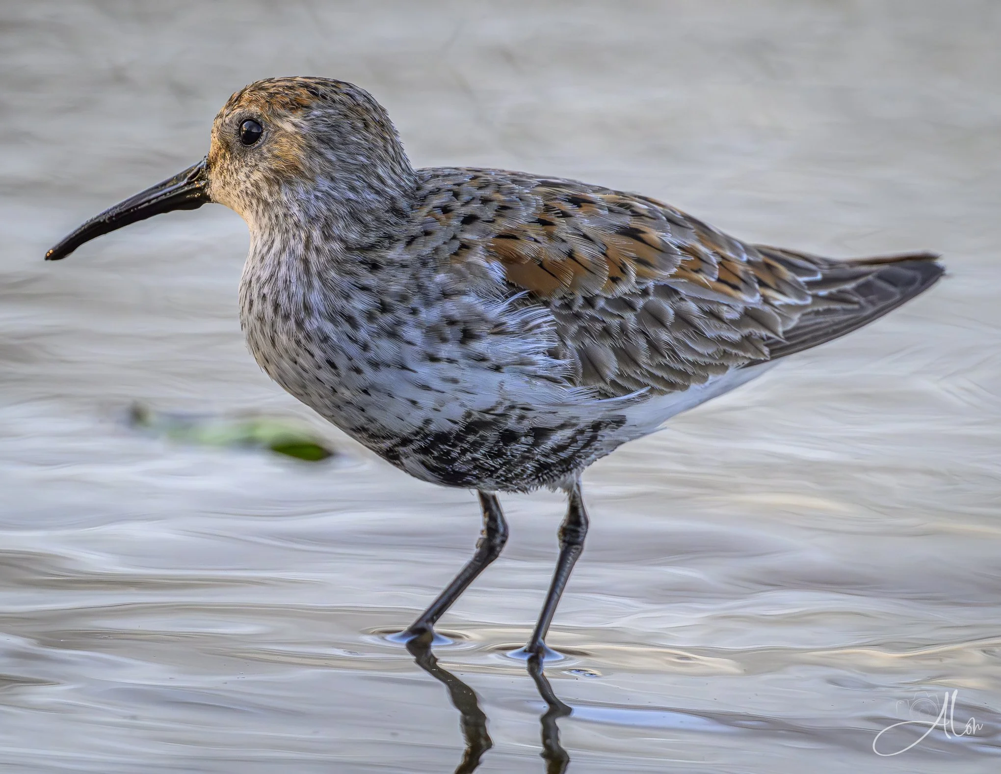 Good Posture
(Dunlin)
0Z84635