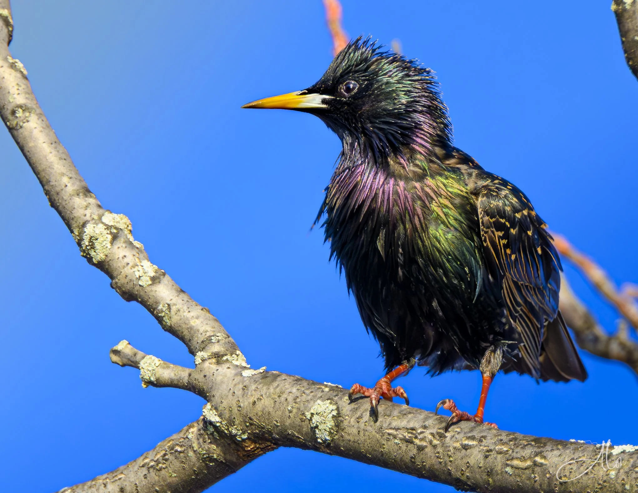 Fresh
(European Starling)
0Z86181