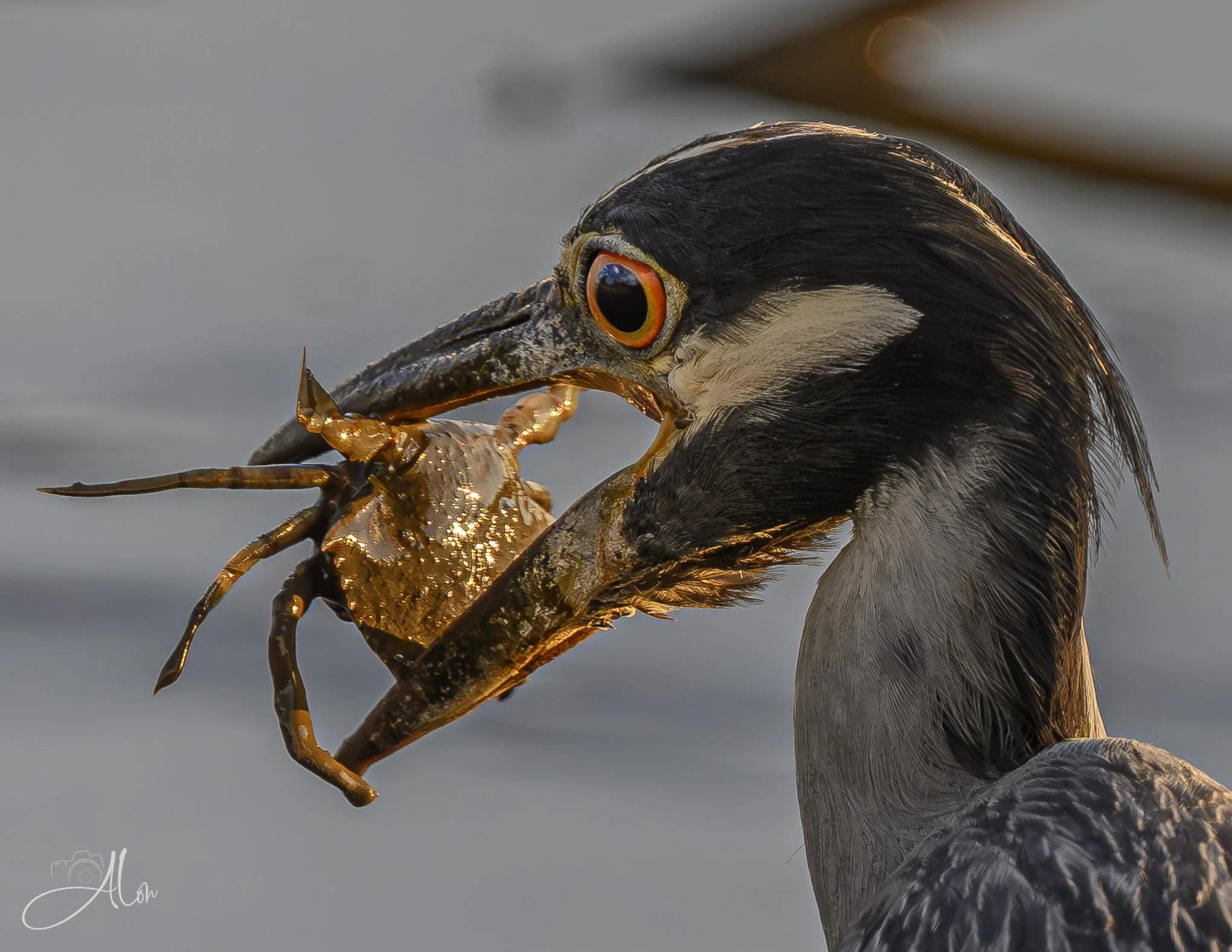 Crunch Wrap (Yellow-Crowned Night Heron) 20260731_0063