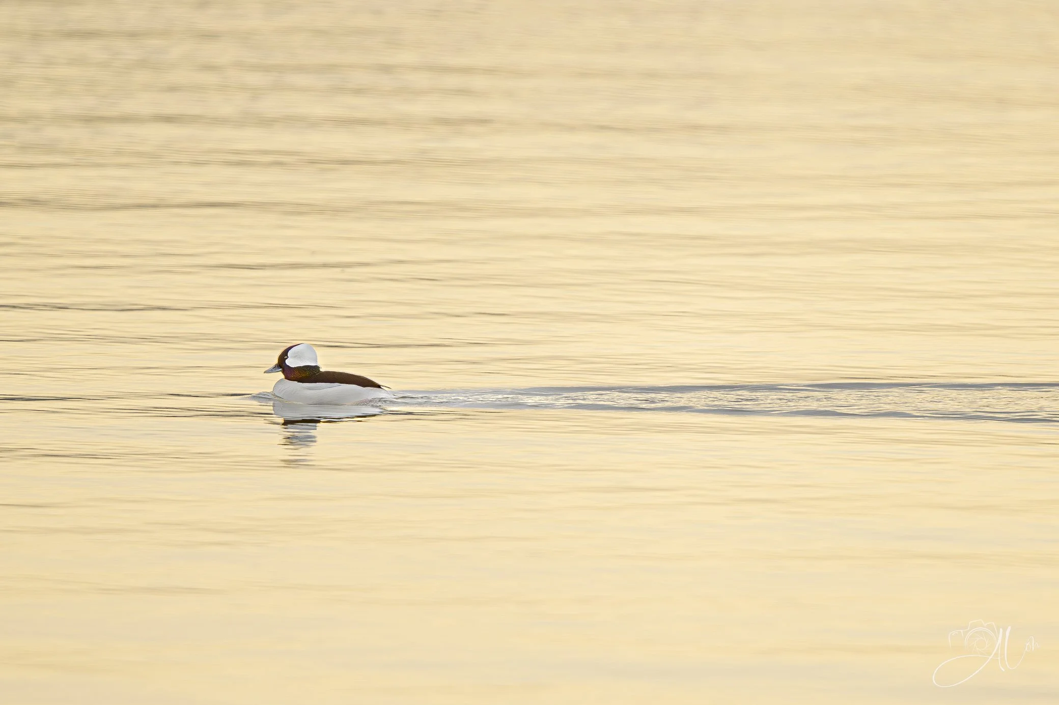 Buffled Gold
(Bufflehead)
0Z82607