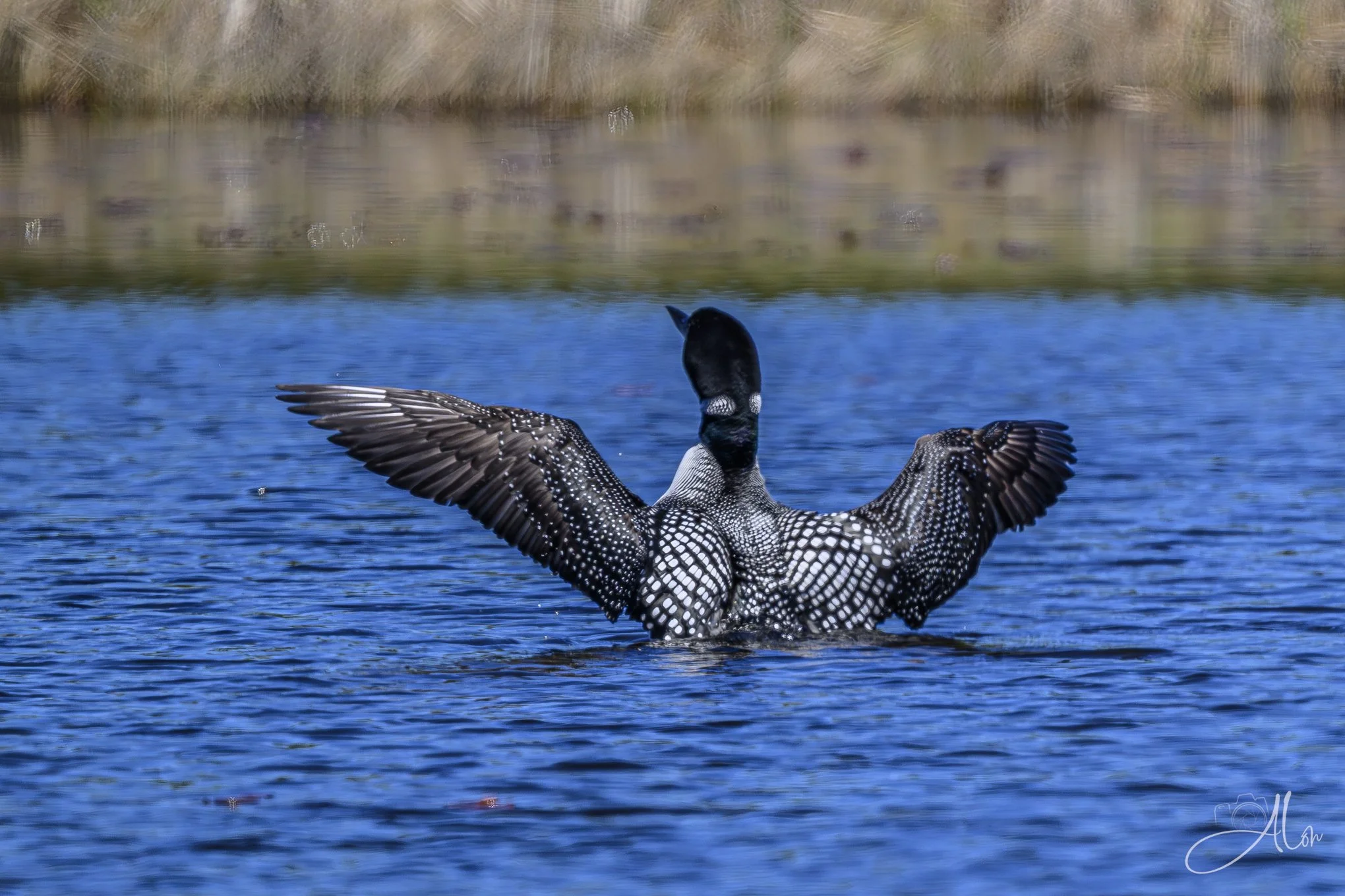 The Fish was THIS Big! (Common Loon) 0Z80130