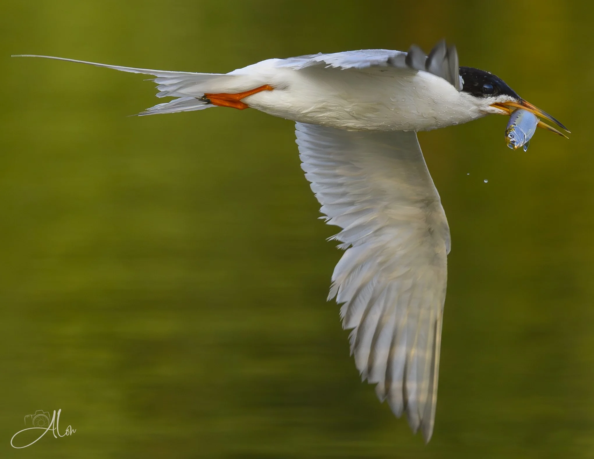 Beaks Bearing Gifts (Forster's Tern) _0Z83801