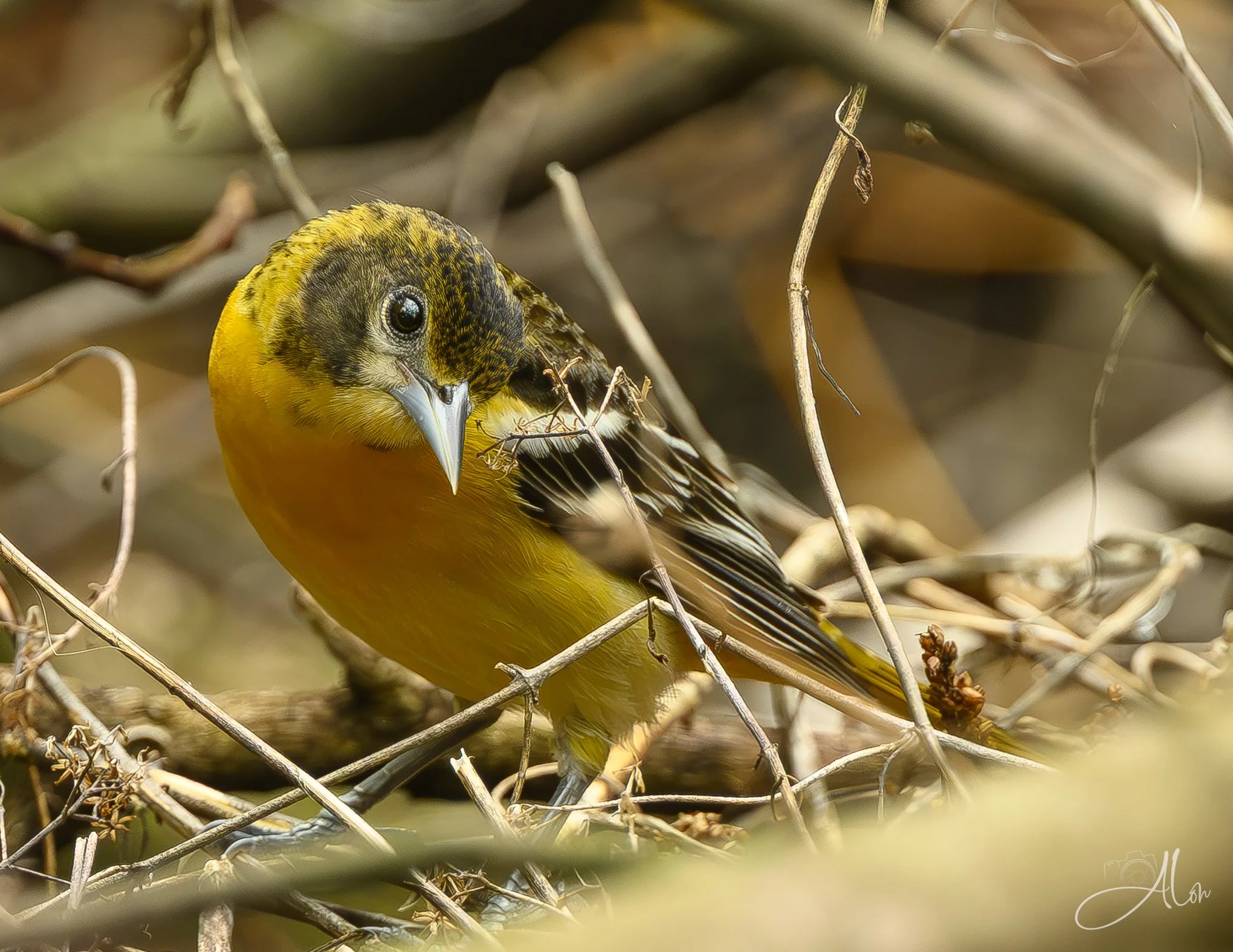 (Baltimore Oriole)
0Z89077