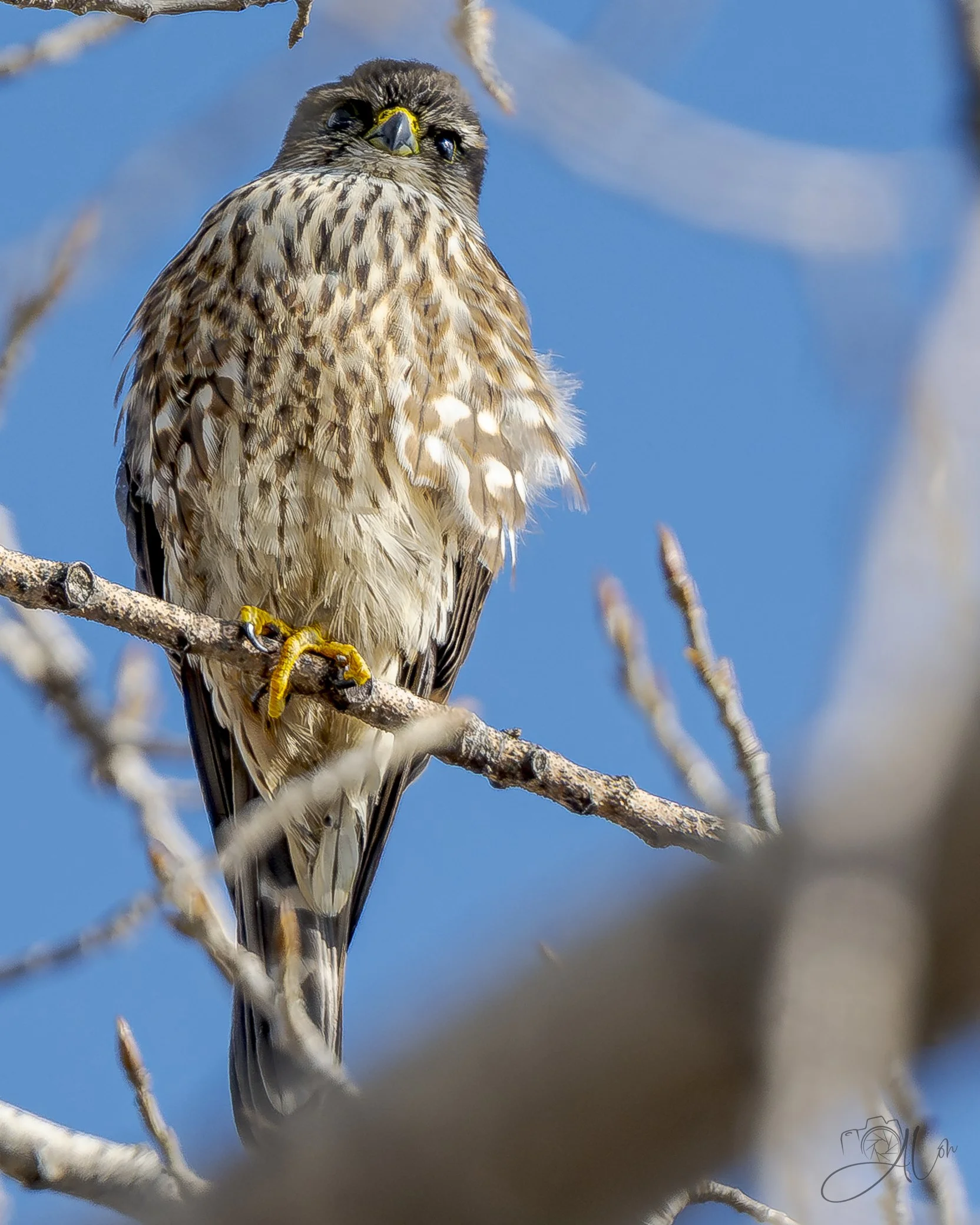 The Wiz
(Merlin)
0Z88798