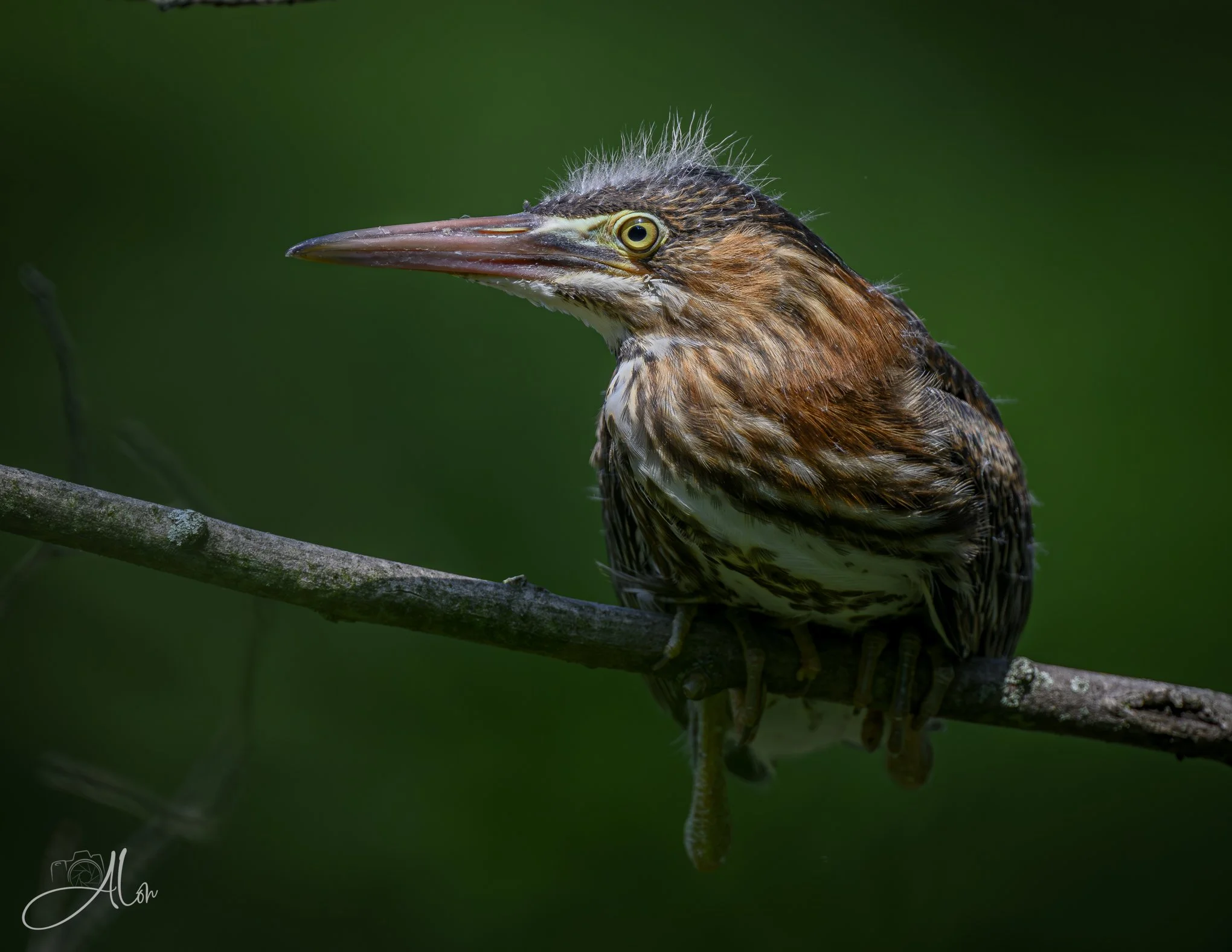 I Fledge Allegiance (Green Heron) 20260711_0268