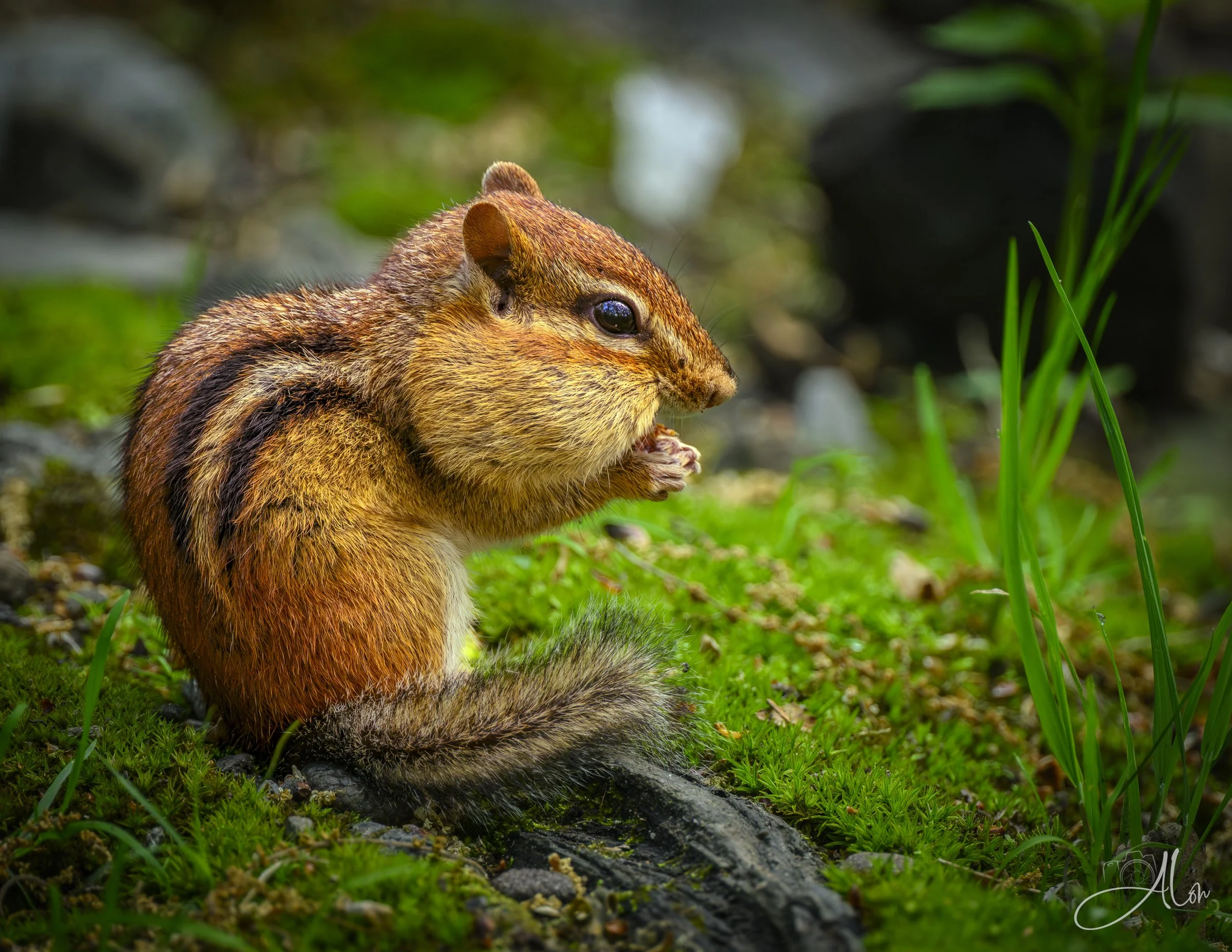 Louis Armstrong (Chipmunk) 0Z80042