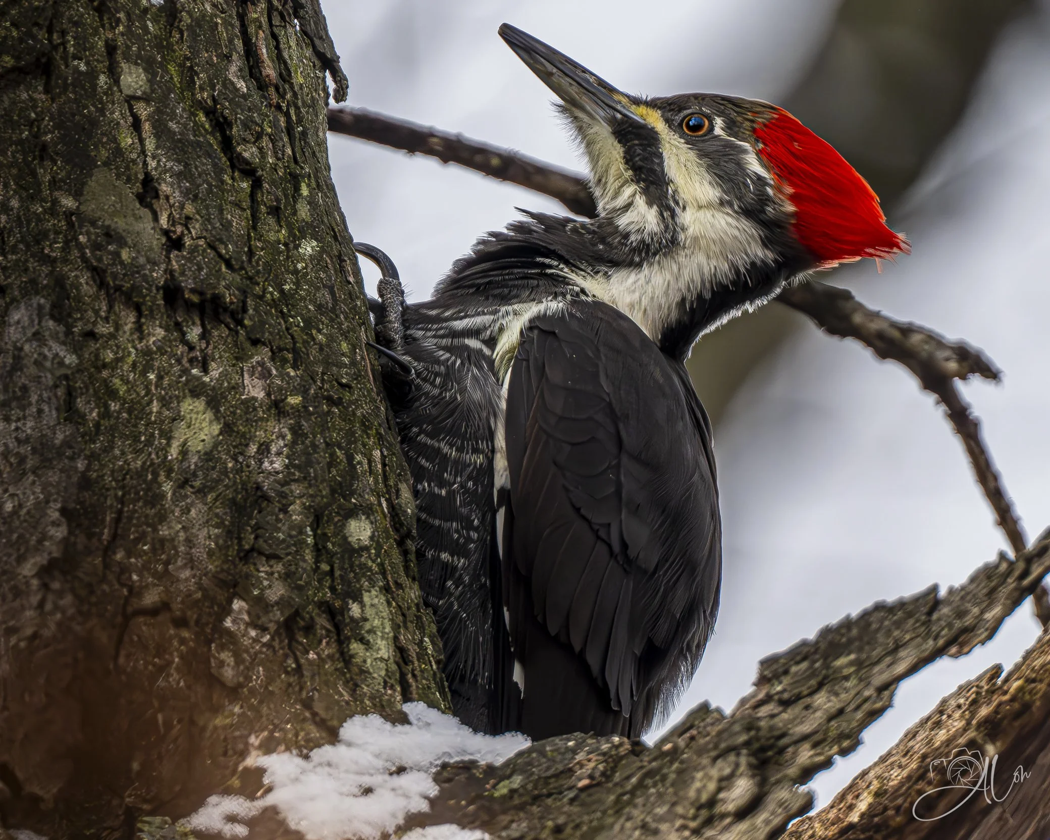 Awaiting Instructions
(Pileated Woodpecker)
0Z83106