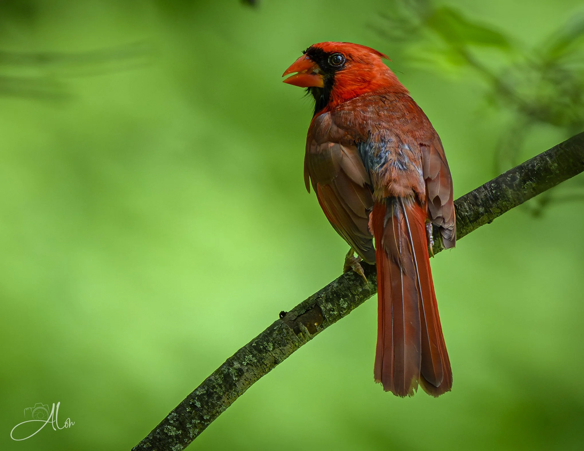 Bruises (Northern Cardinal) Z8062726_3643