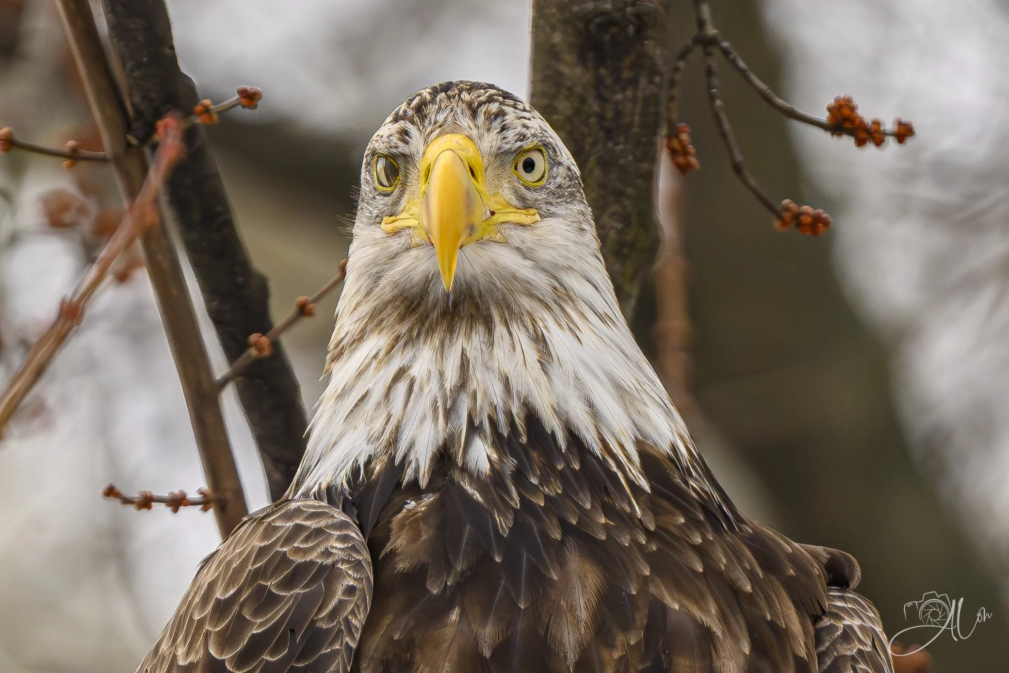 Benedict
(Bald Eagle)
0Z88656