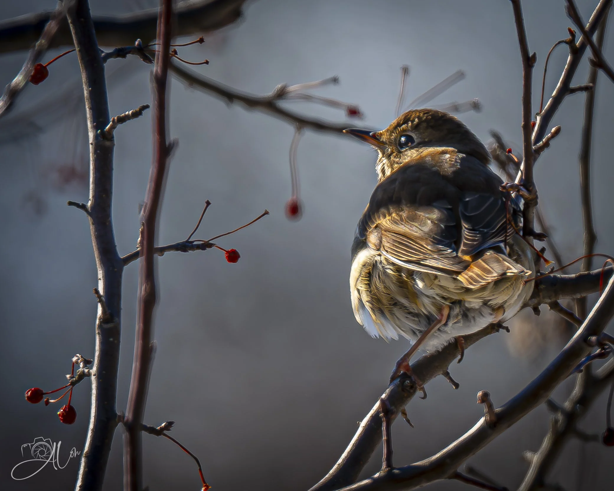 Impressions
(Hermit Thrush)
0Z86461