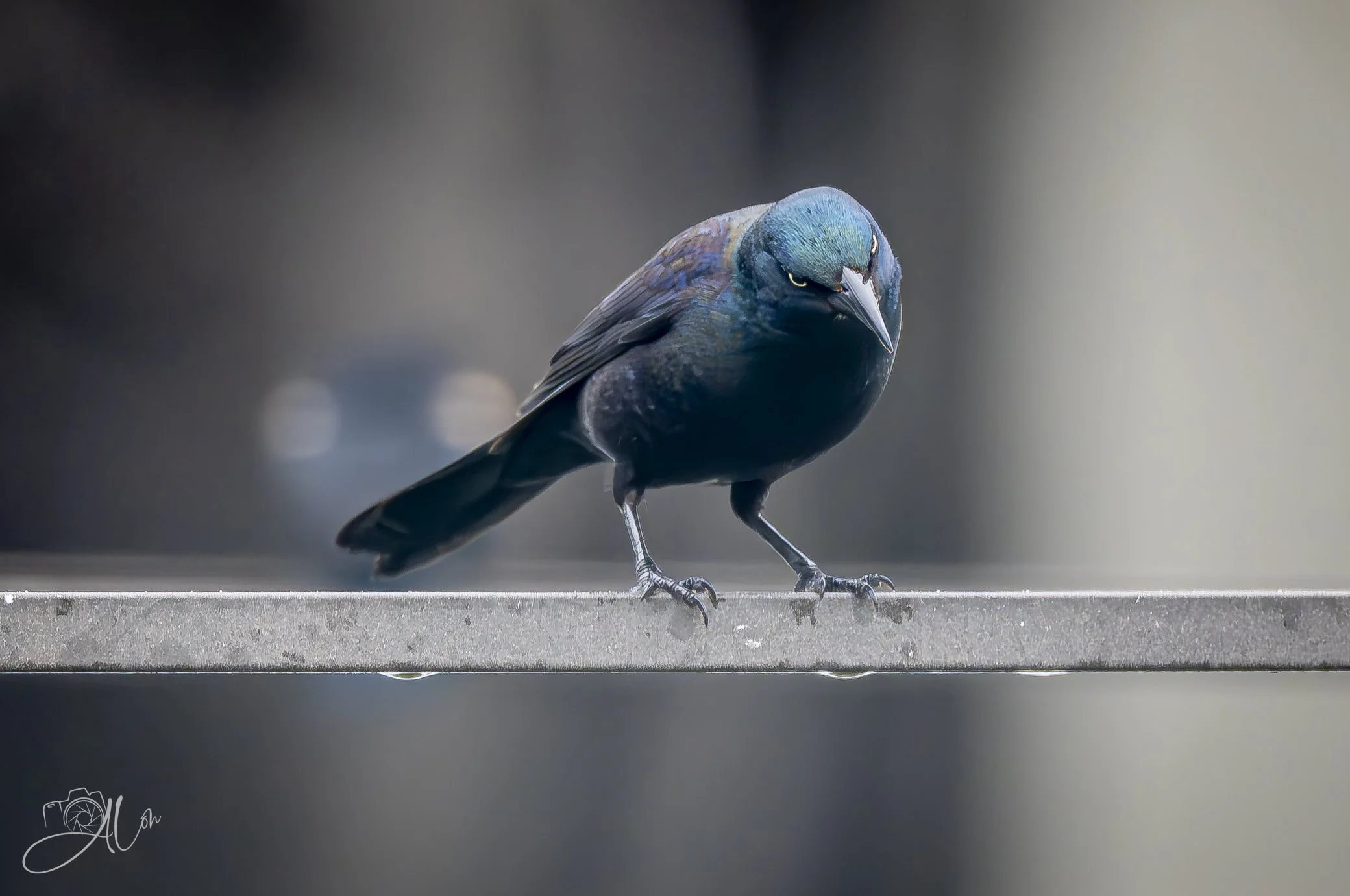 The Joker
(Common Grackle)
Z632122