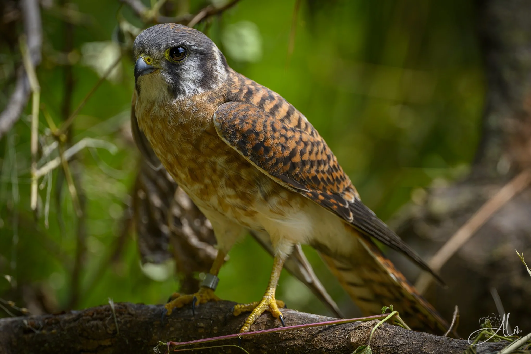 Made in 2025 (American Kestrel) 081226_0126
