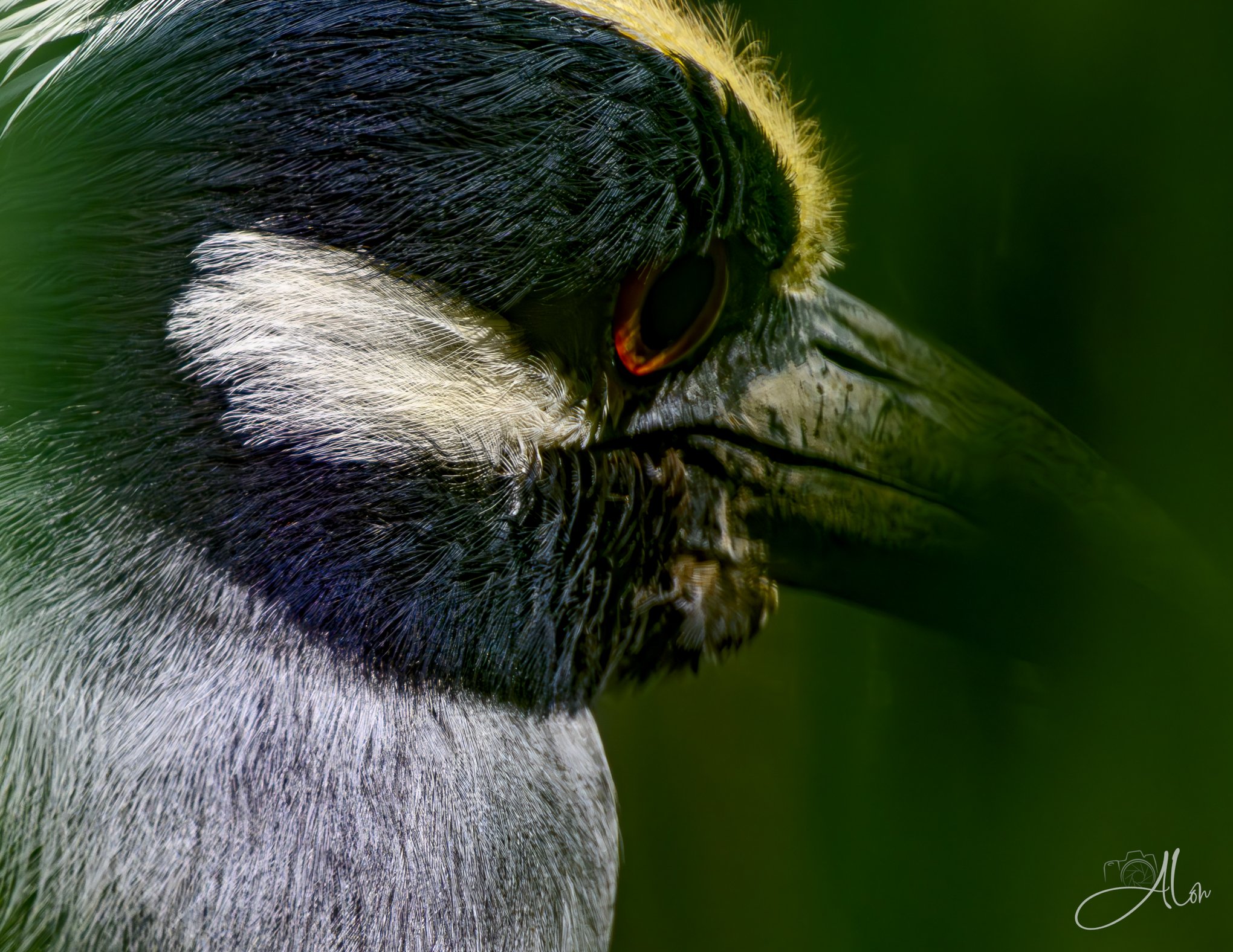 Dark Passenger (Yellow-Crowned Night Heron) 0Z83362