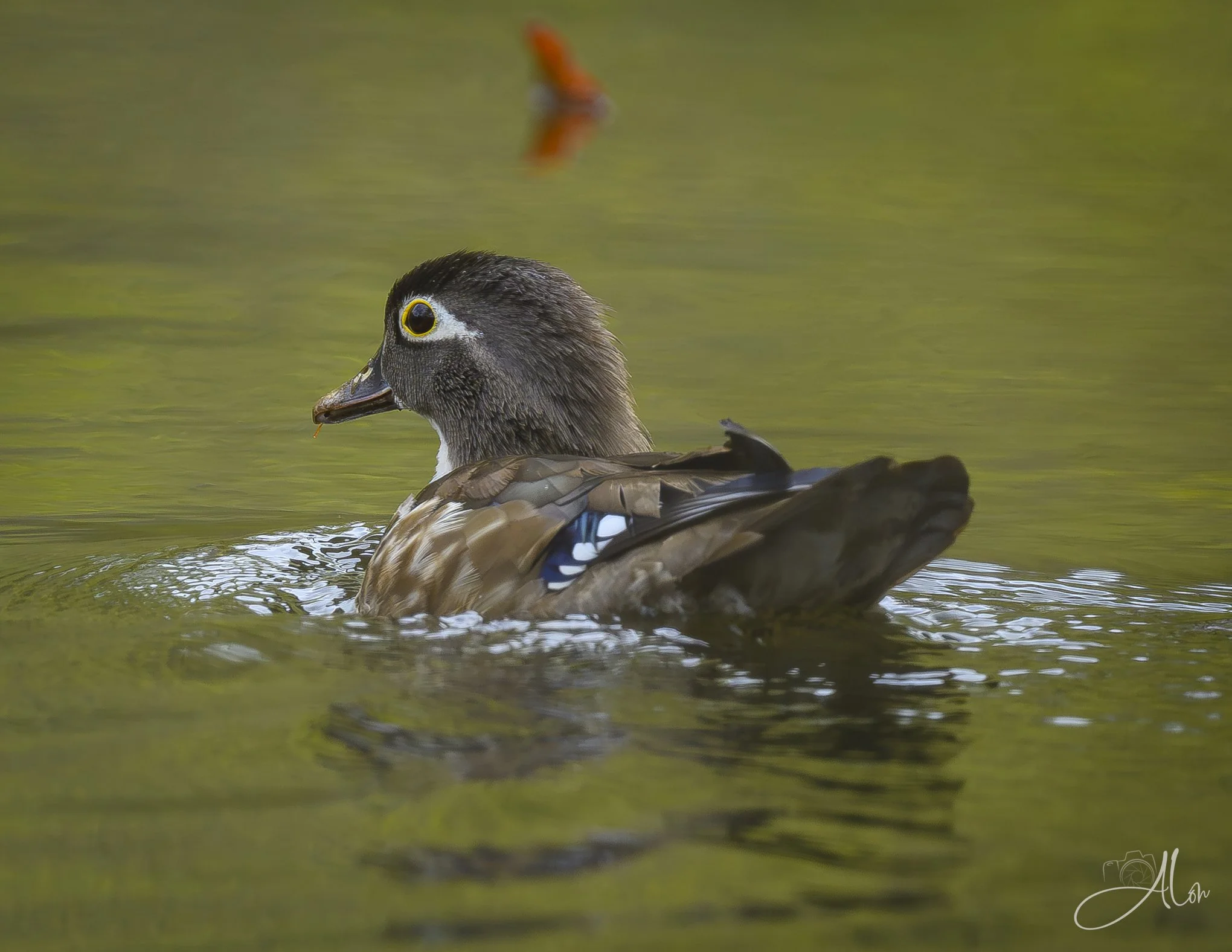 Sail Away
(Wood Duck)
0Z85018