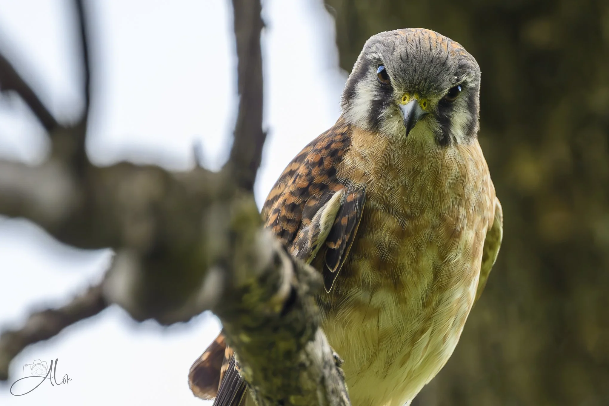 A Haunting Stare (American Kestrel) 081226_0107