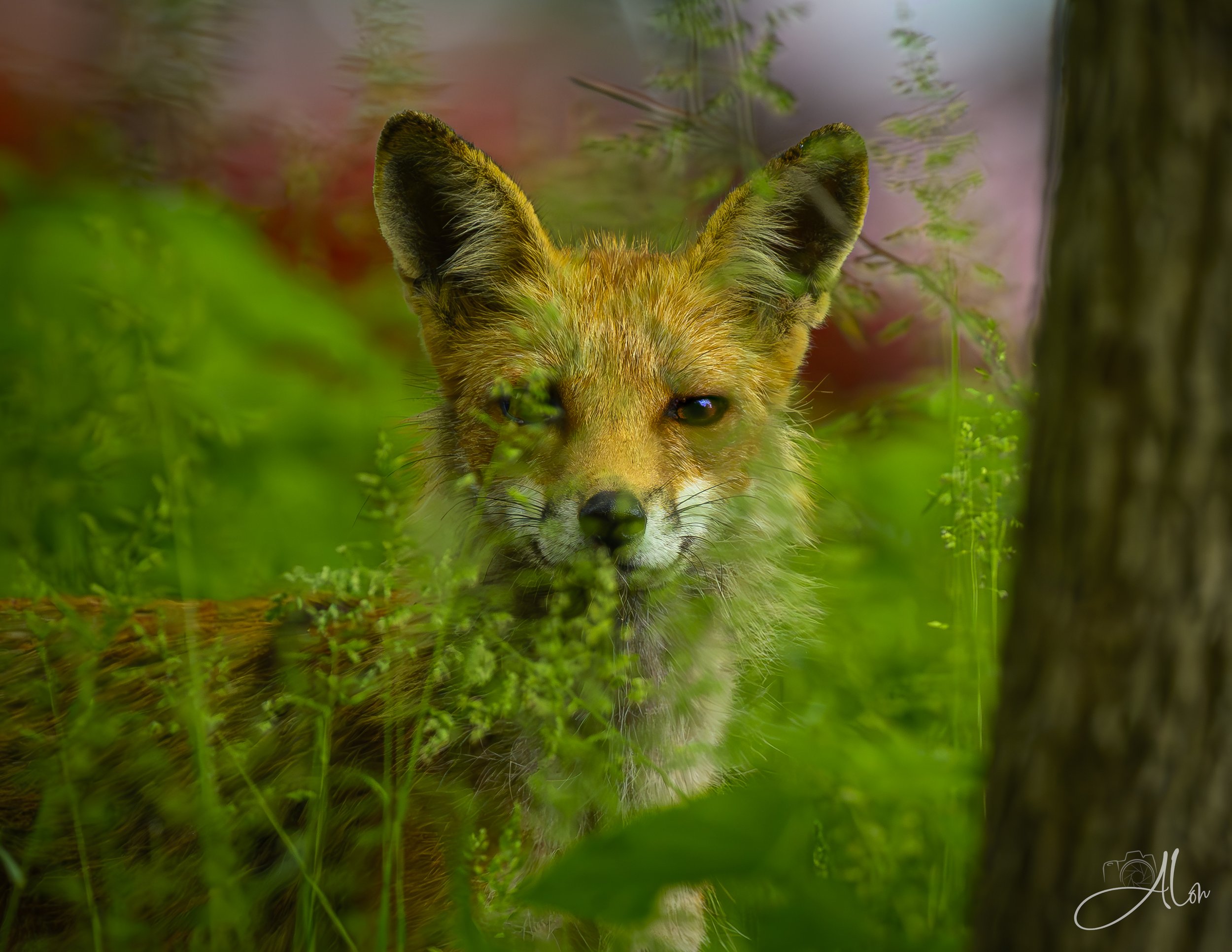 Piercing the Matrix (Red Fox)