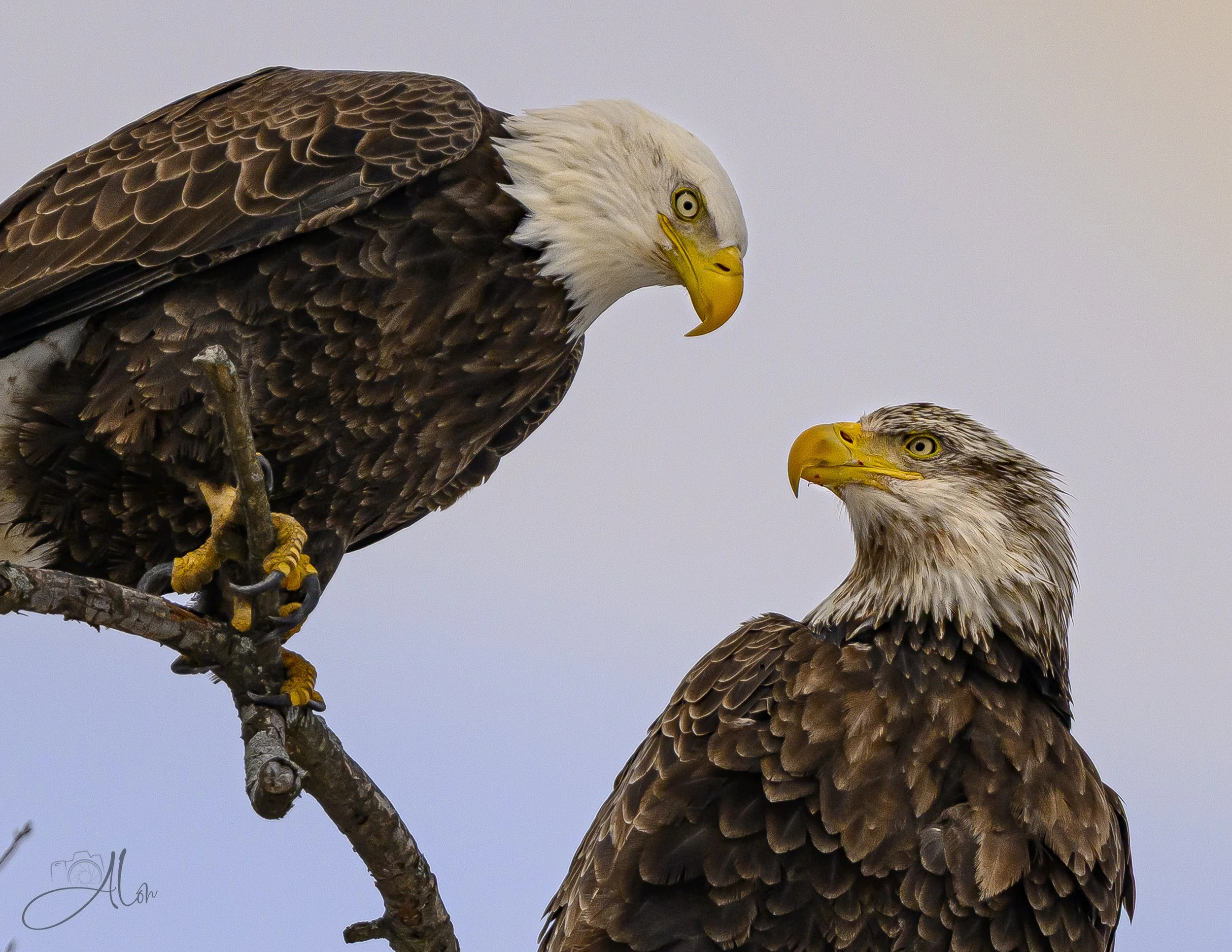 I Got You Babe! (Bald Eagles) 0Z89936