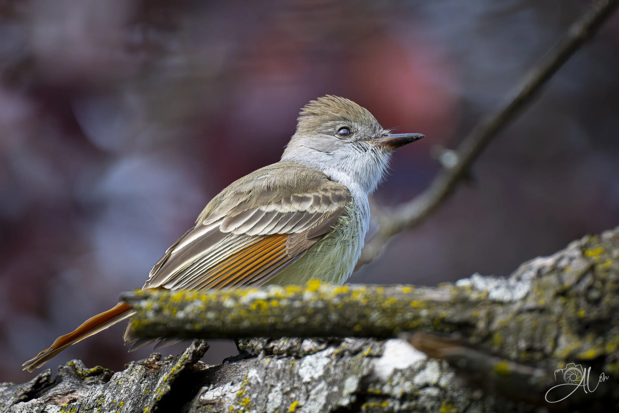 Won't Stay Long
(Ash Throated Flycatcher)
0Z88652