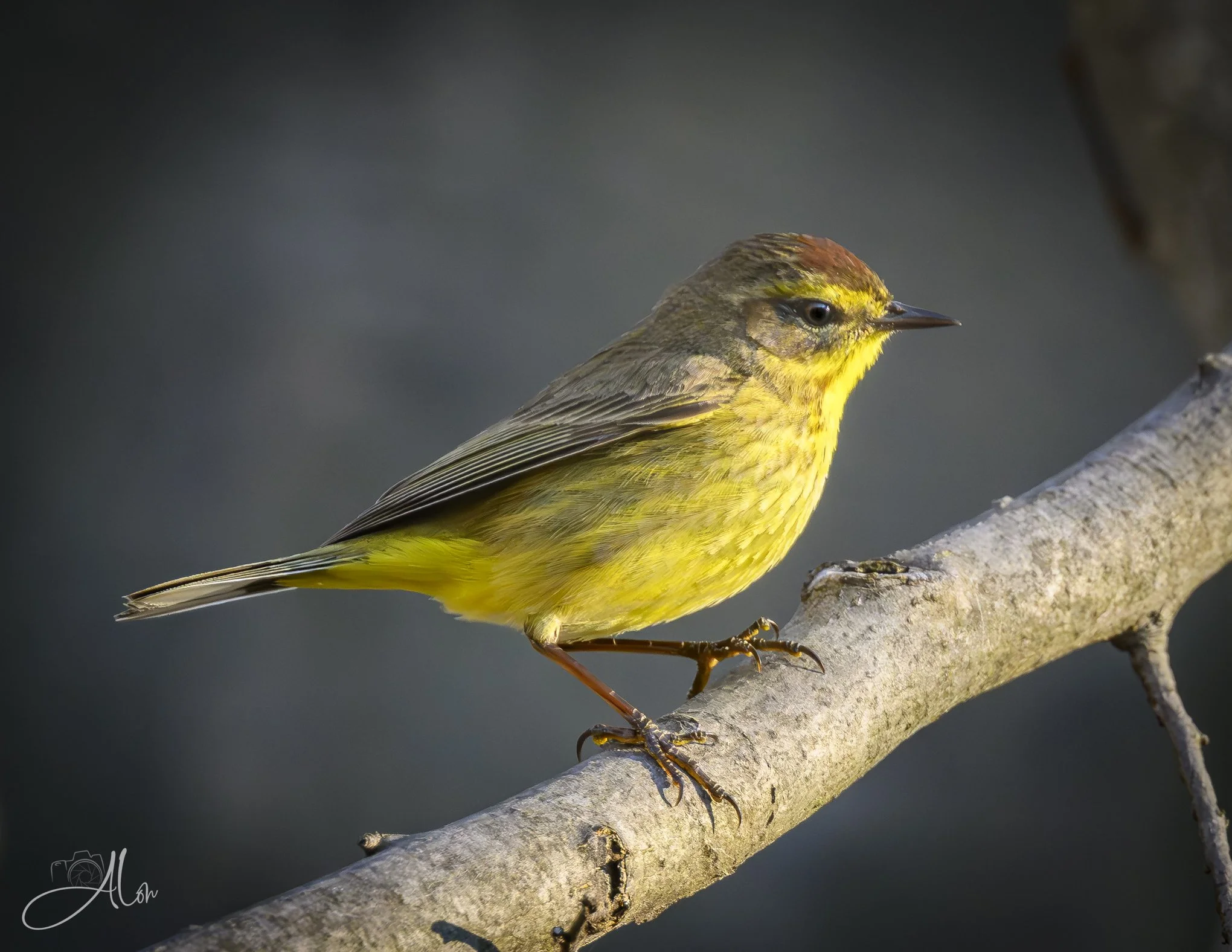 Overseer
(Palm Warbler)
0Z89892