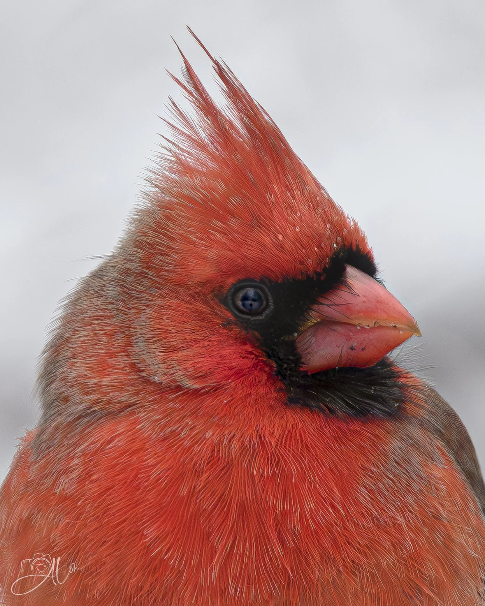 Stunning!
(Northern Cardinal)
0Z84986