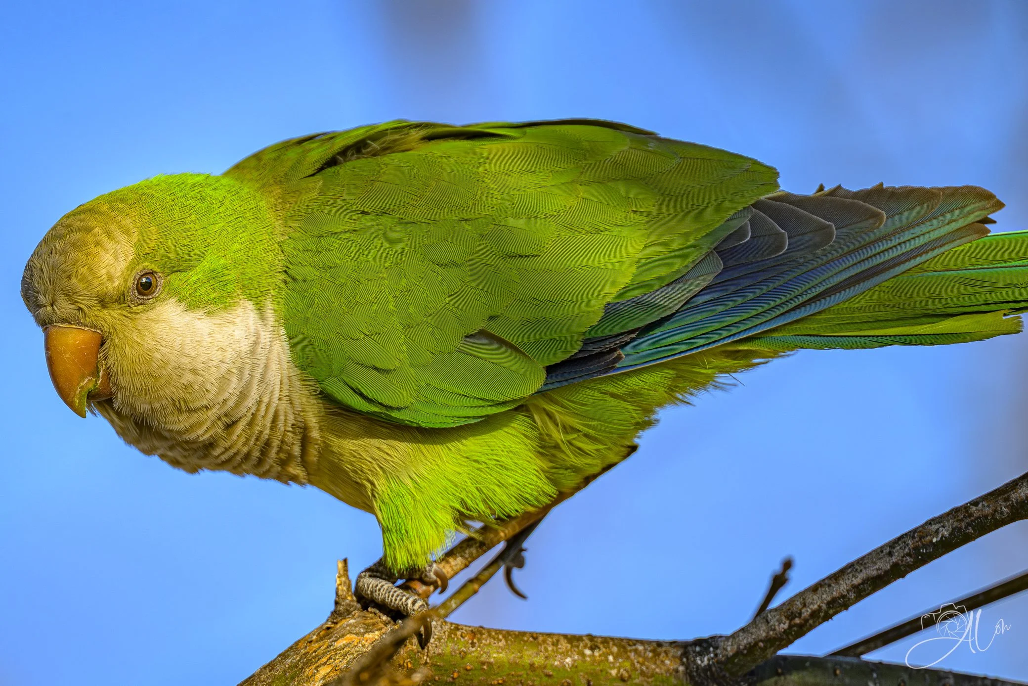 A Welcome Visitor
(Monk Parakeet)
0Z87795