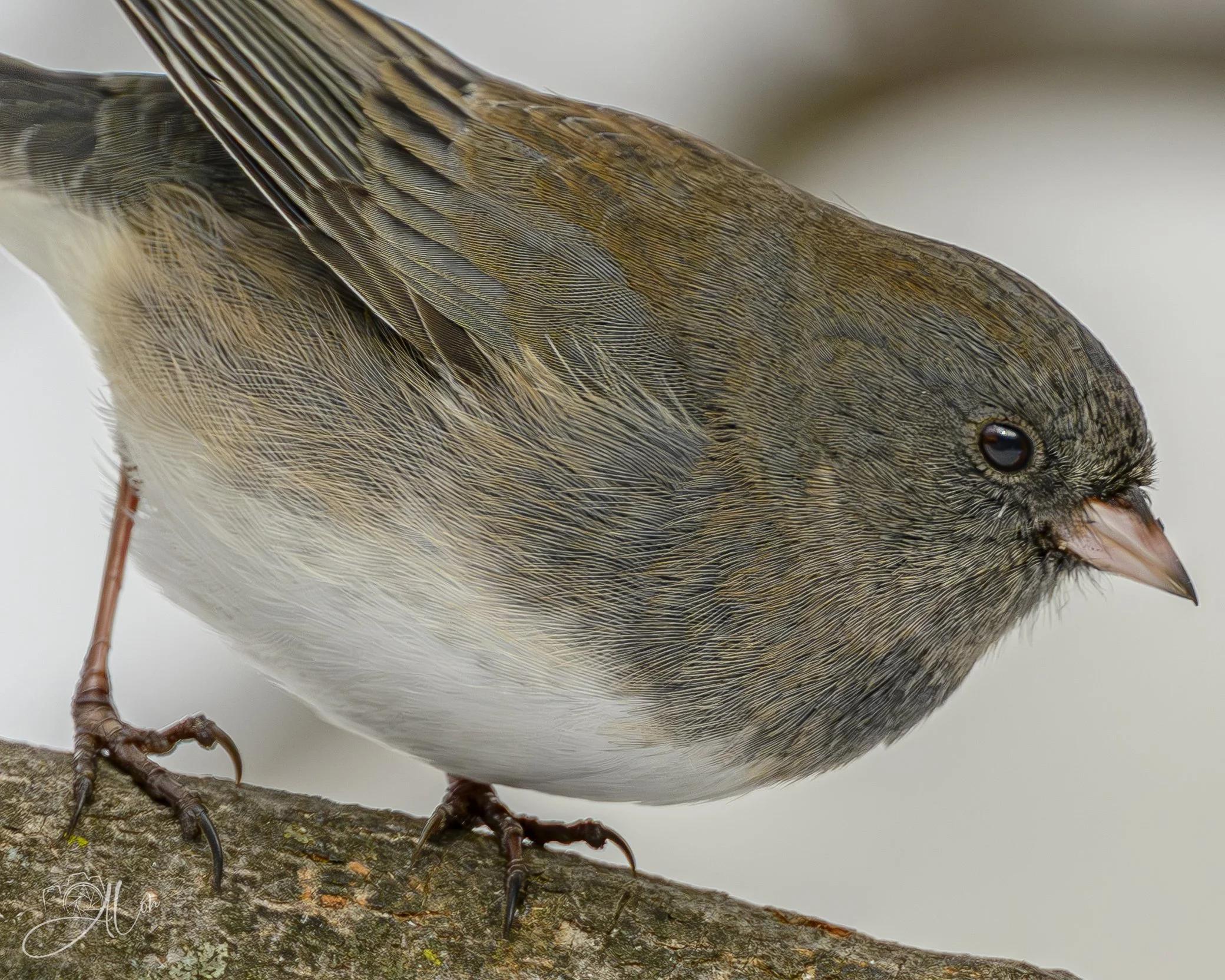 Watch Your Step
(Dark-Eyed Junco)
0Z89107