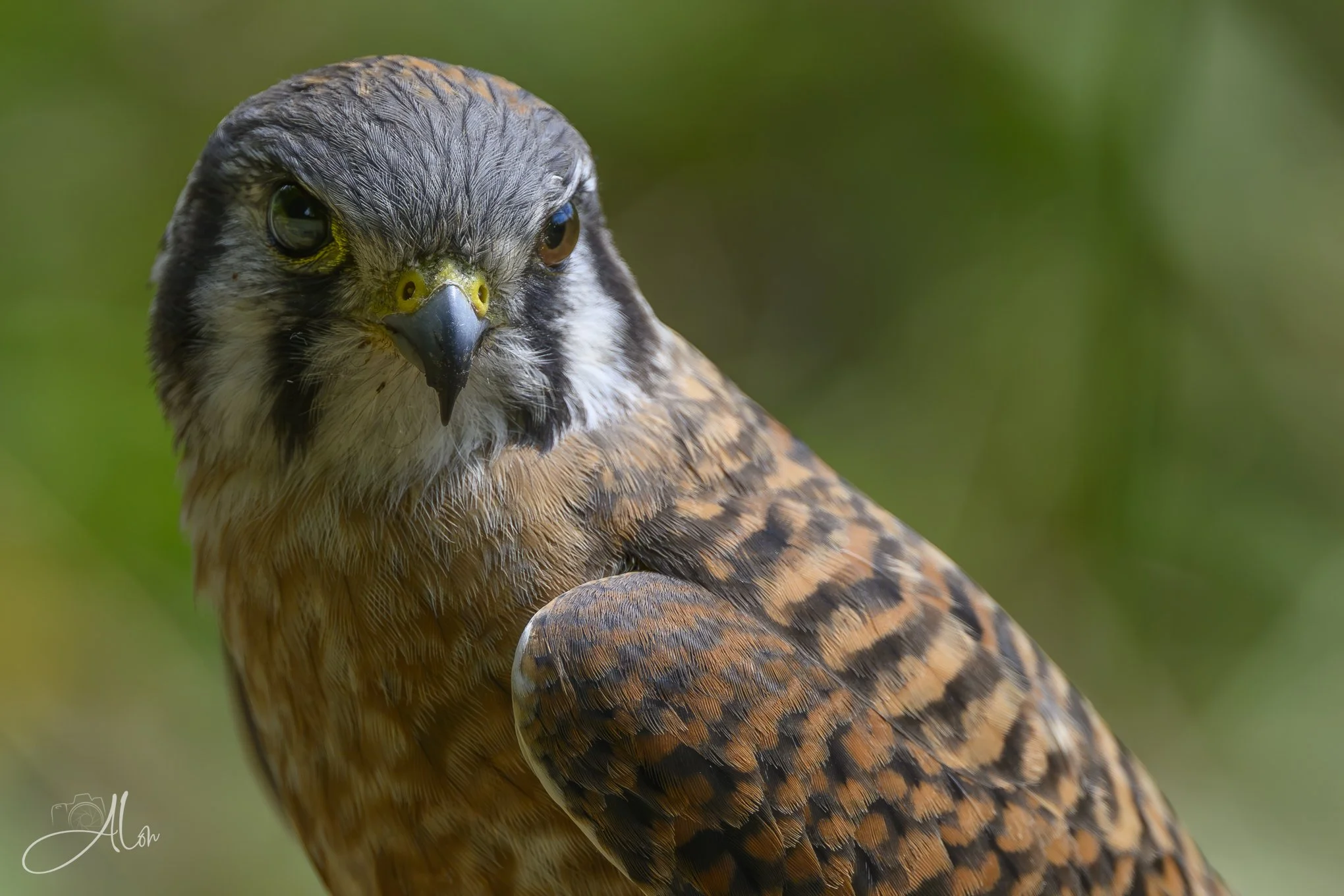 Raptor Candor (American Kestrel) 081226_0122