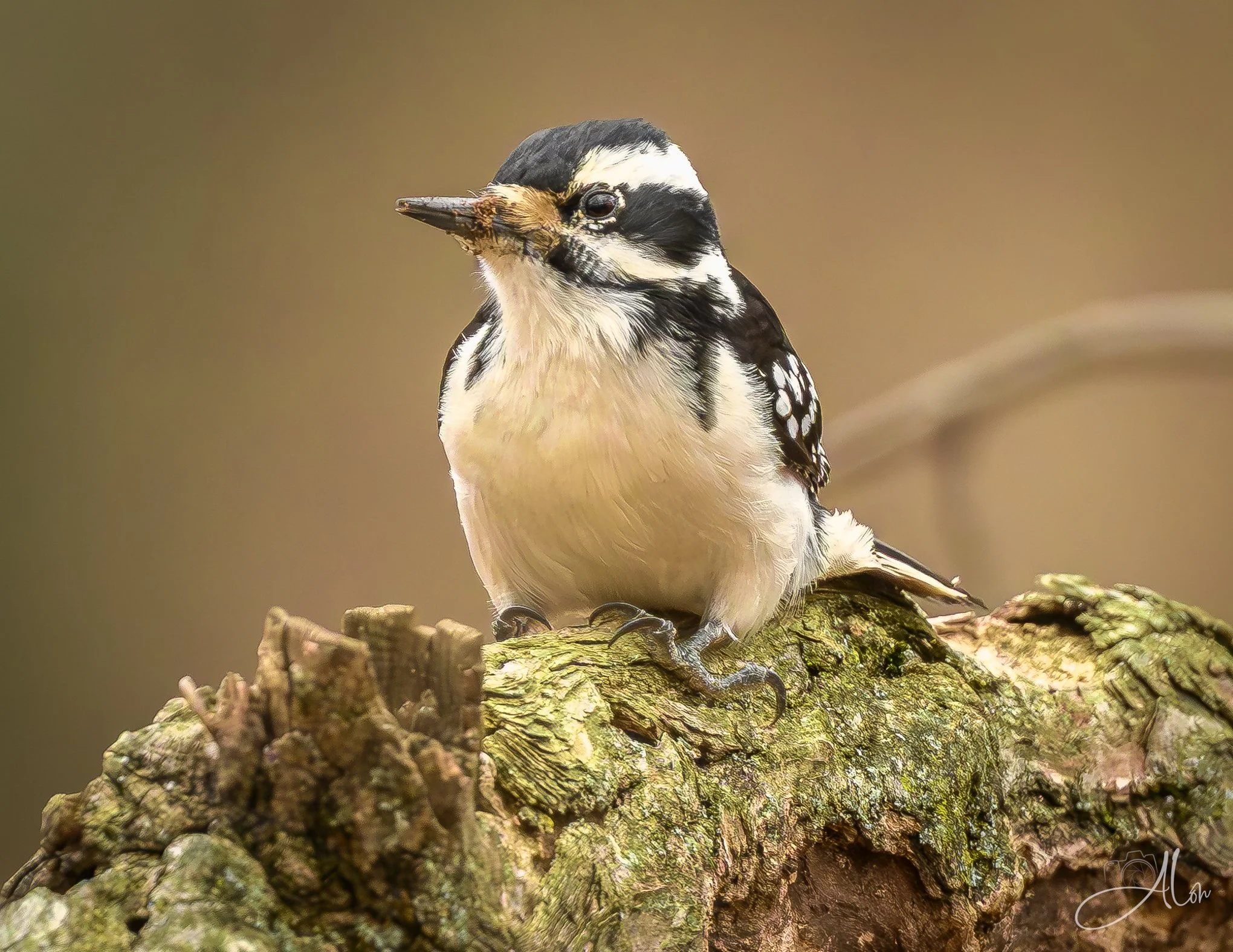 Velvet Green
(Hairy Woodpecker)
0Z86494