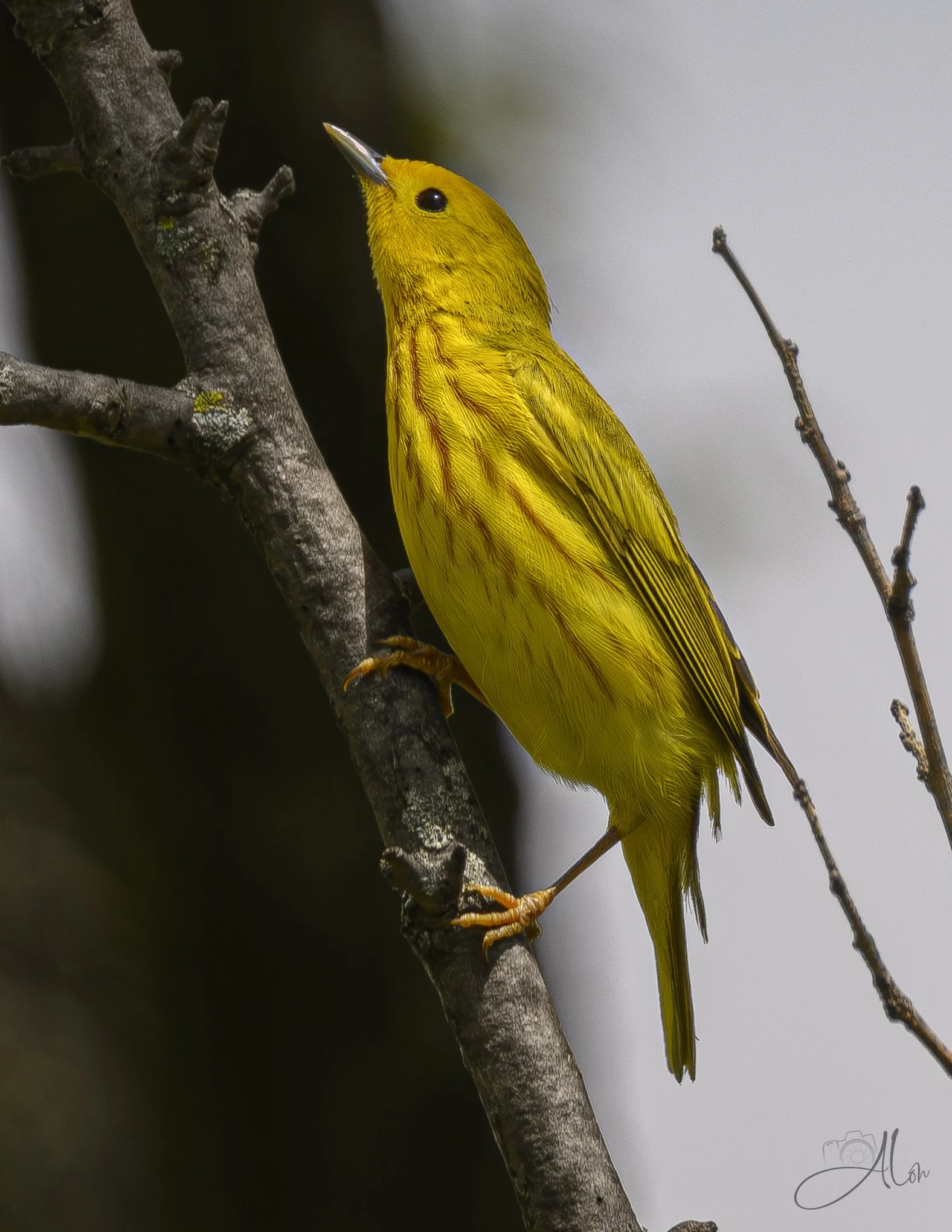 (Northern Yellow Warbler)
0Z83152