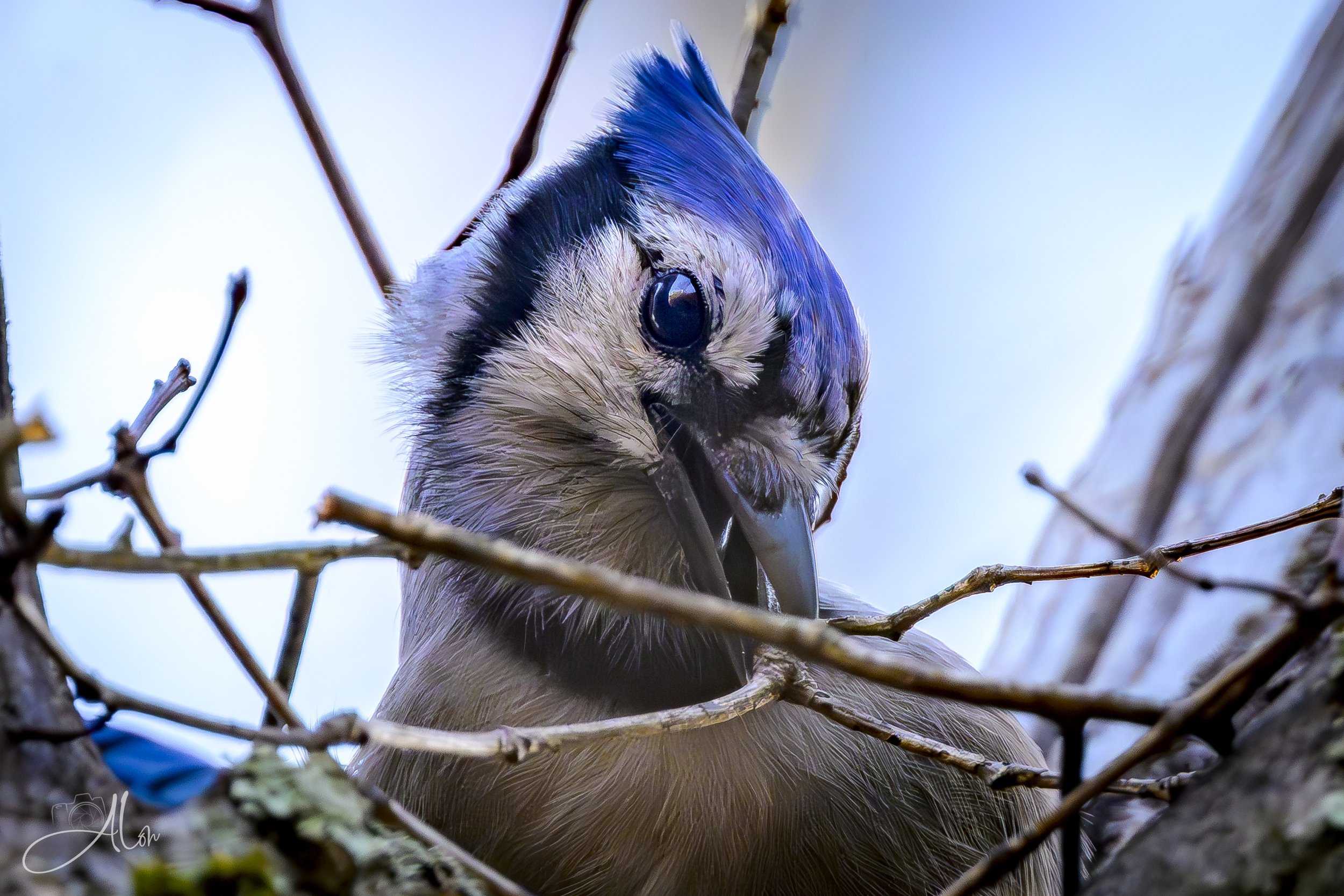 If I Build It (Blue Jay) 0Z88231