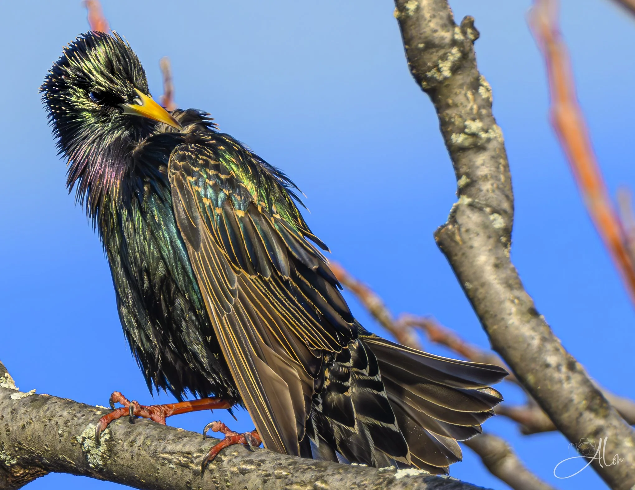 Frazzled
(European Starling)
0Z86187