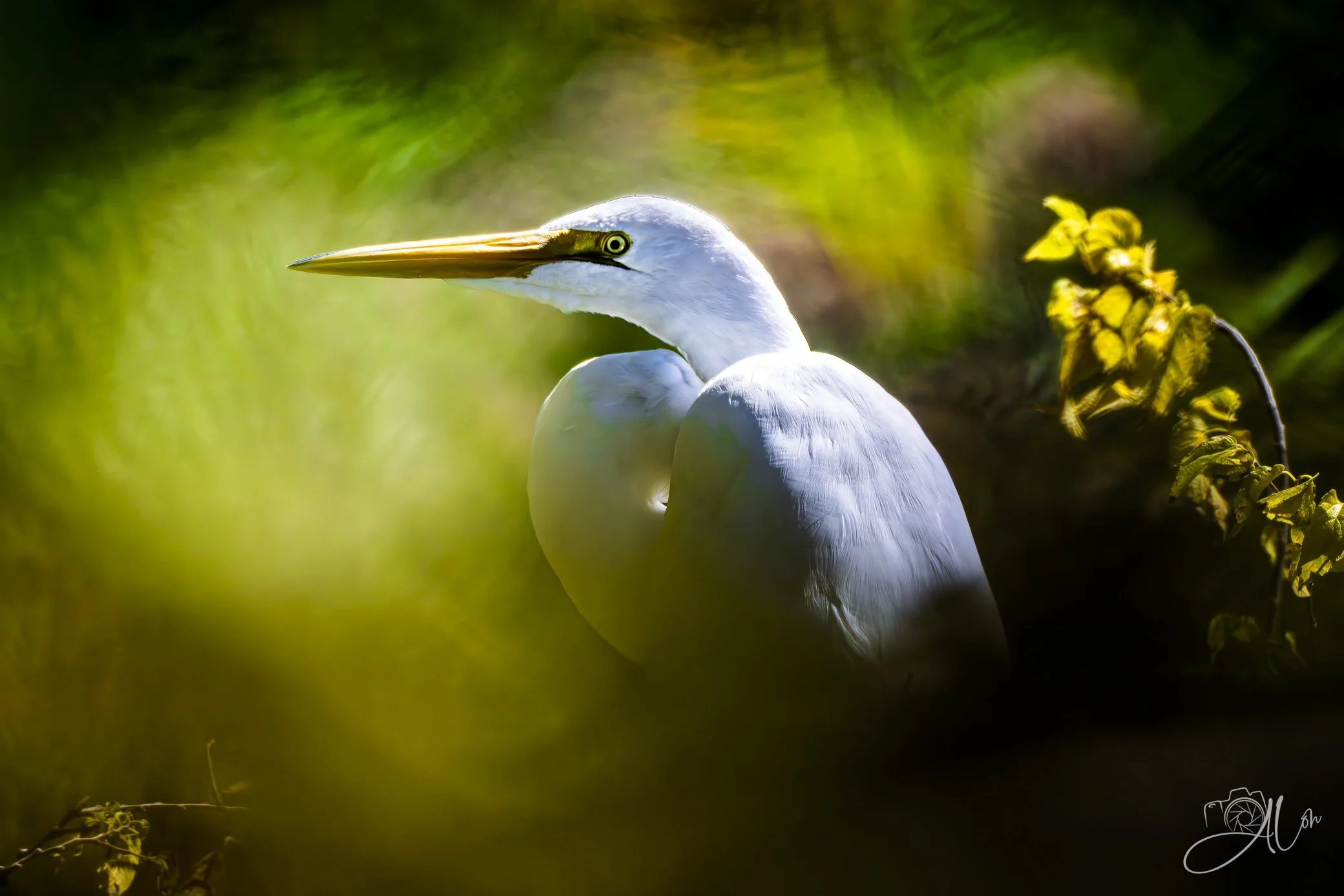 Autumn Bokeh
(Great Egret)
0Z87360