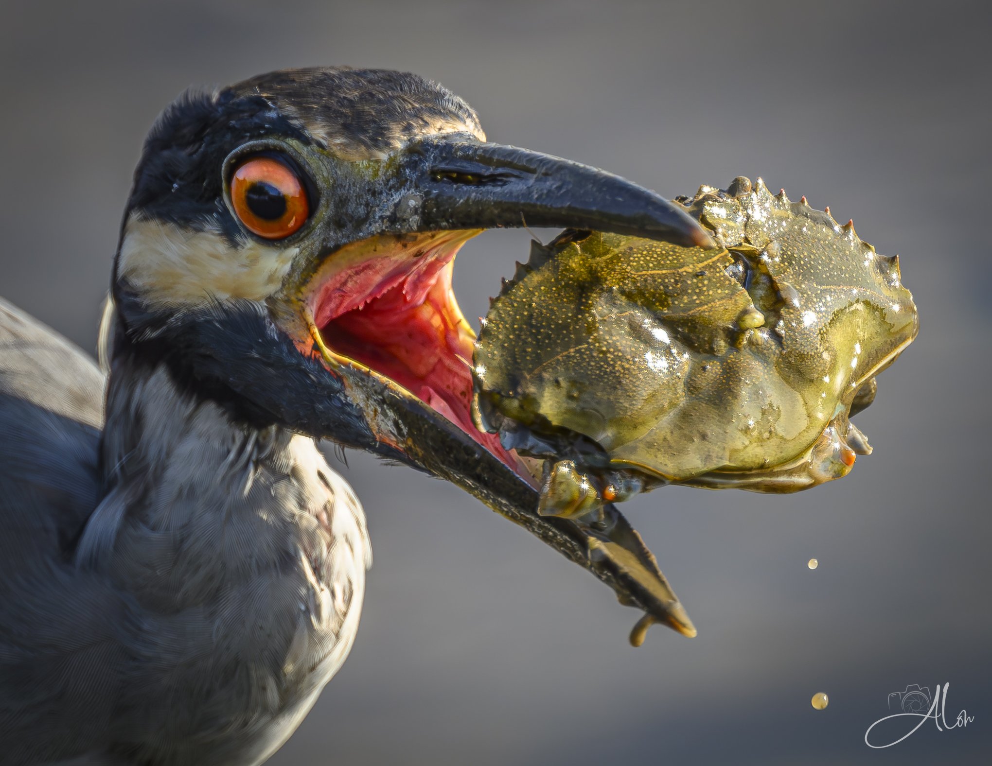 Softened (Yellow-Crowned Night Heron) 080126_1893