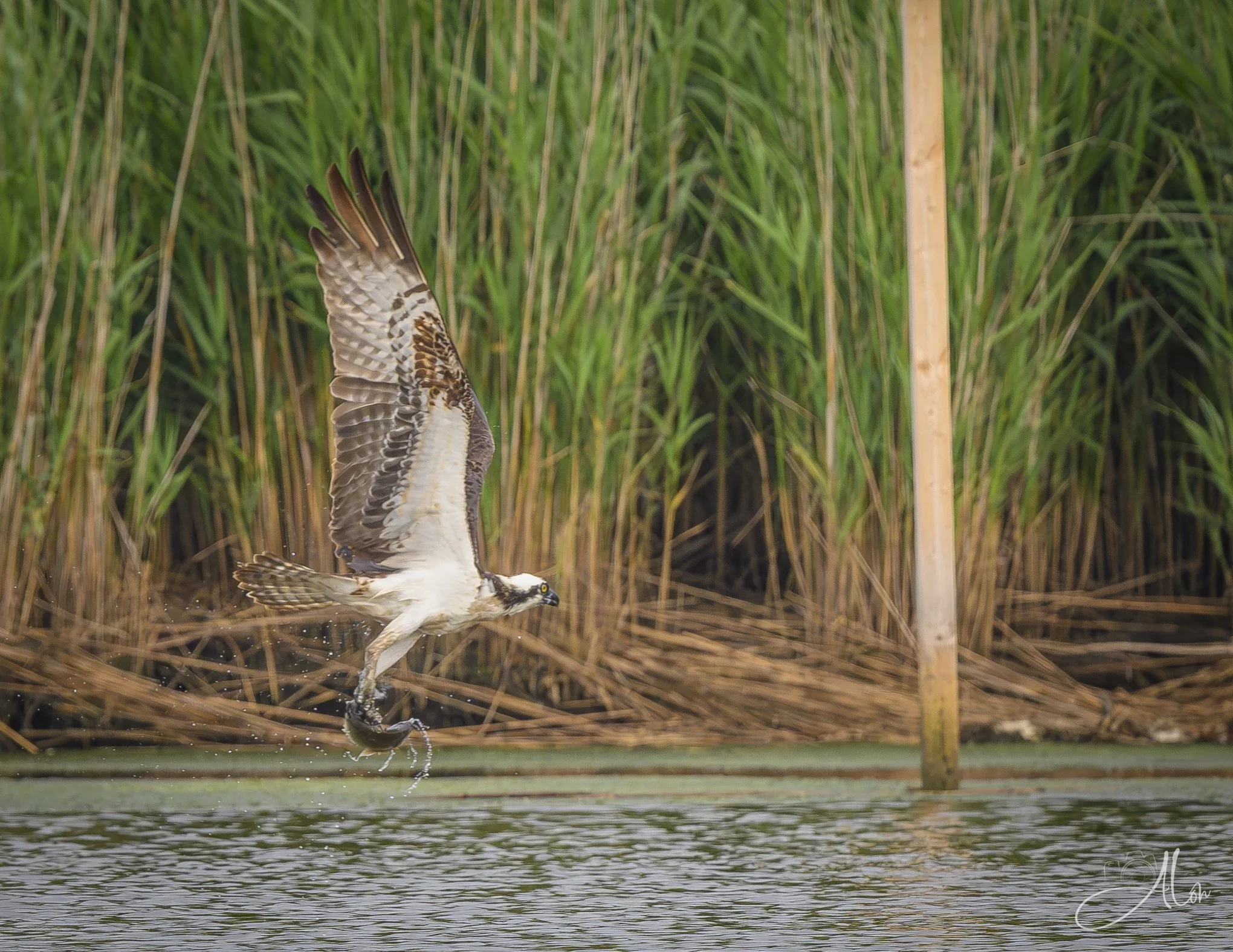 Look Ma! No Bait! (Osprey) Z8062626_3066