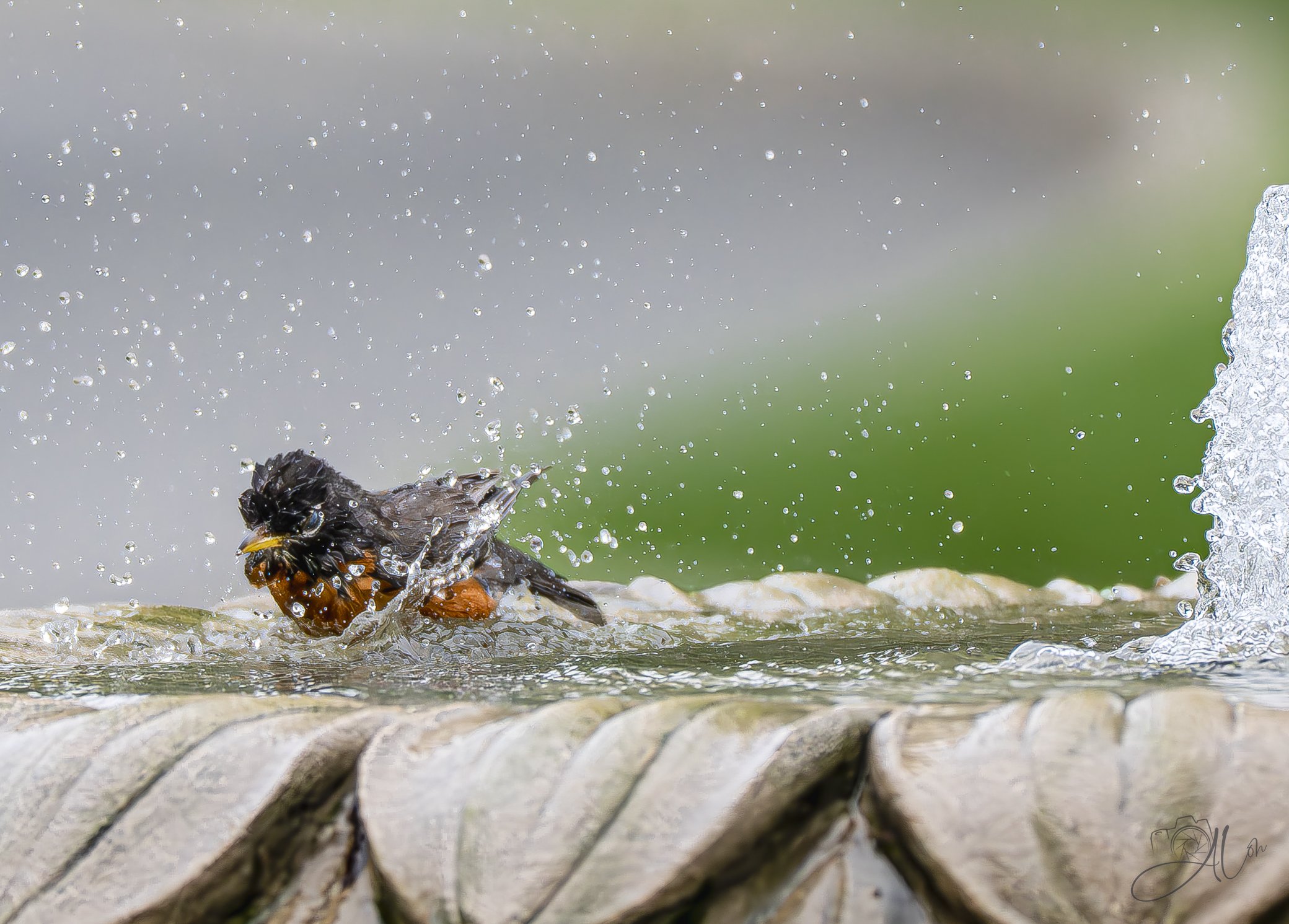 Yum!
(American Robin)
0Z83636